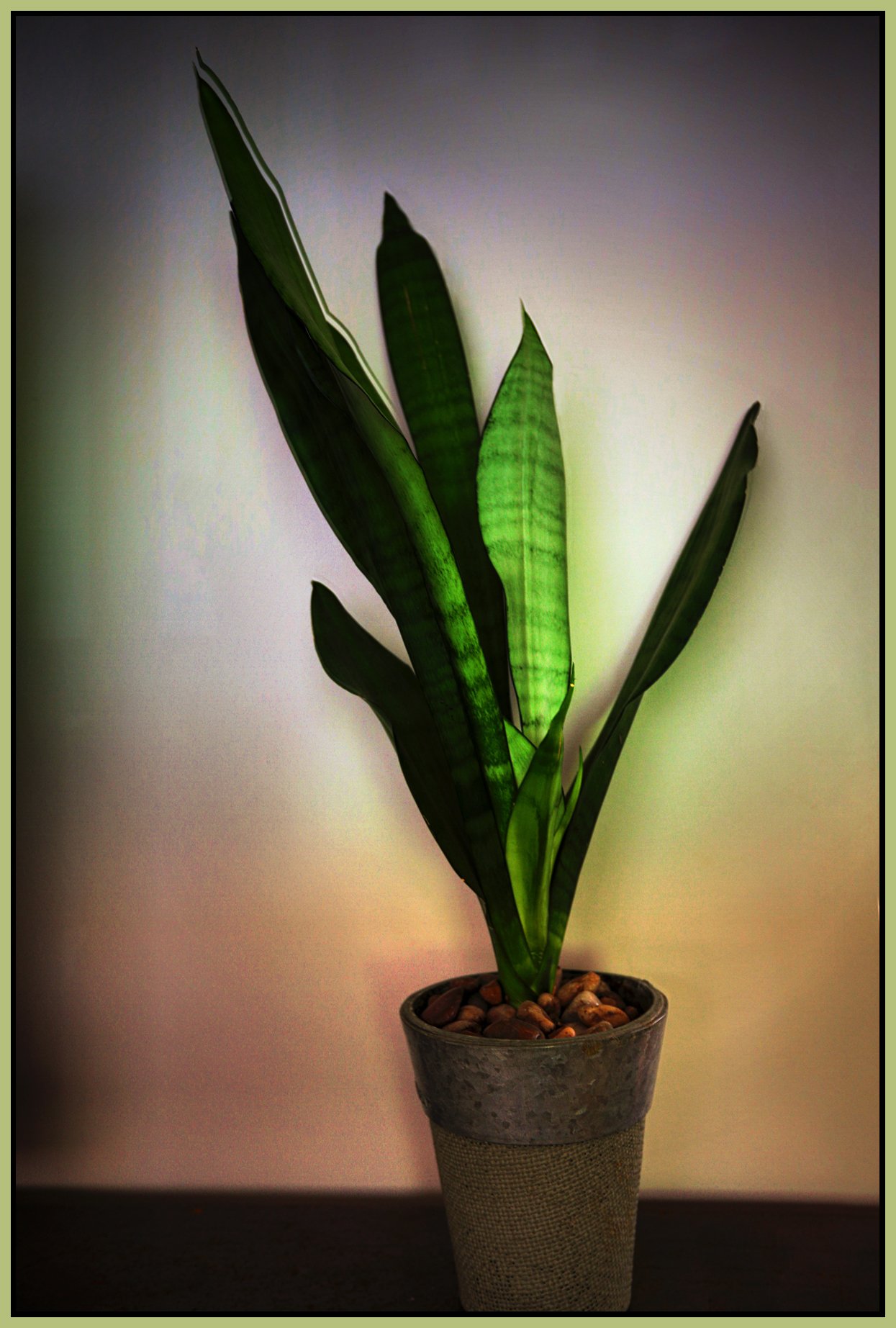 Barbaras Plant_Sep 20_2017_HDR_B4482_1_peIntnsunst_4x6s.jpg