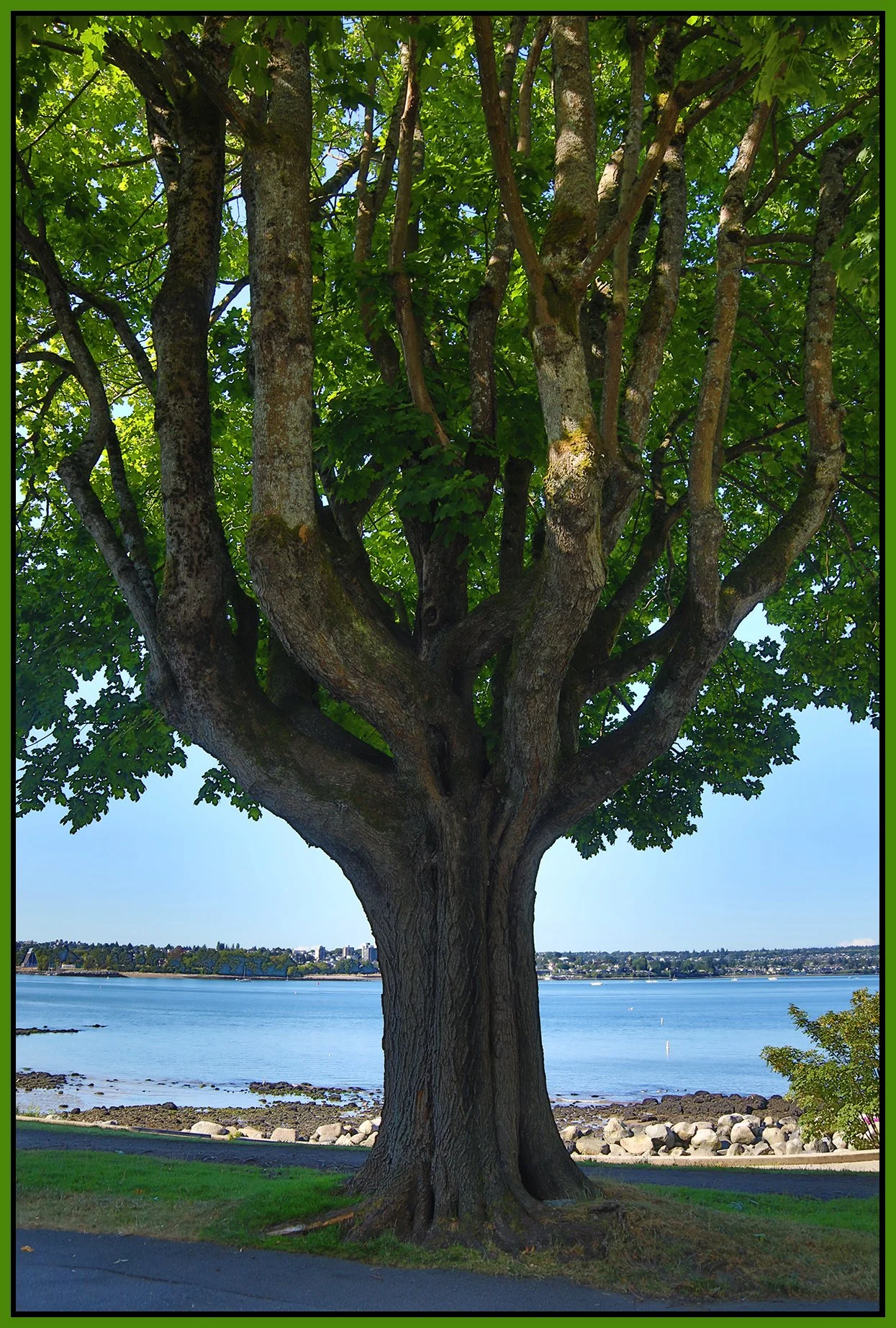 Vancouver English Bay Tree_Jul 22_2021_HDR_4G0864_4x6s.jpg