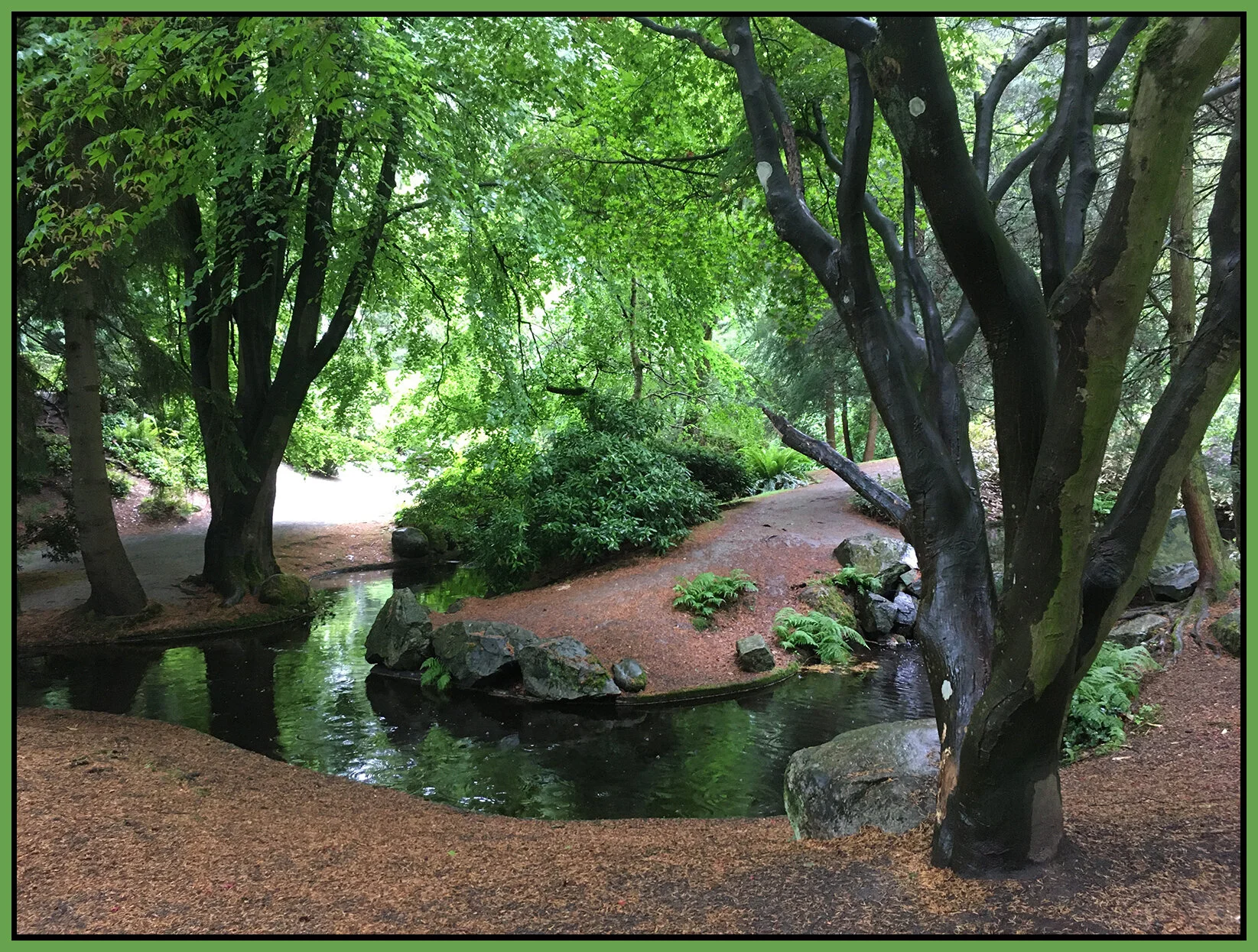 Tipperary Pk Trees New West_May 27_2021_2613_4x5.3s.jpg