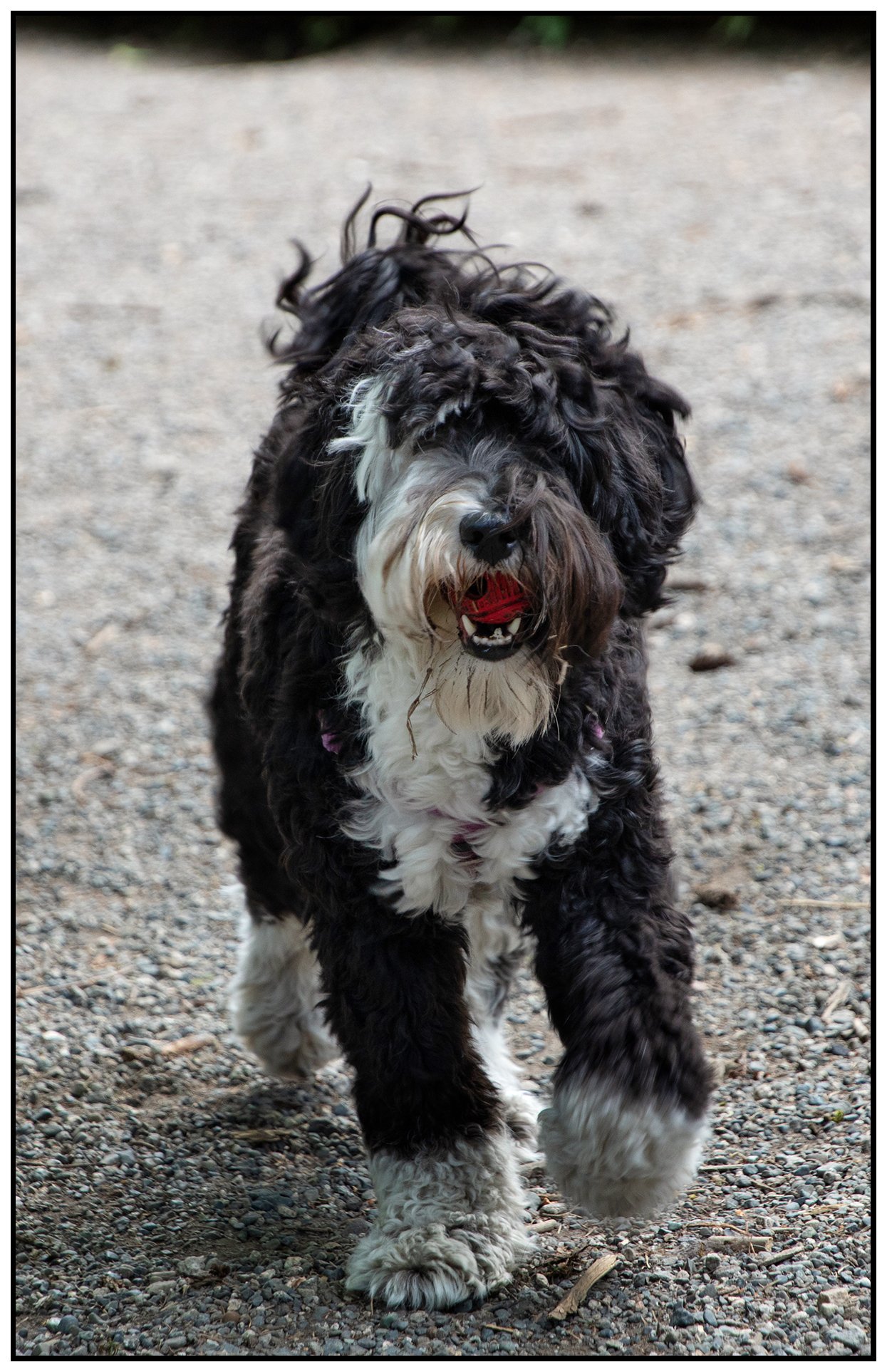 Murphy at Queen's Dog Park_May 18_2023_4H7314_peAutoBr_4x6s.jpg