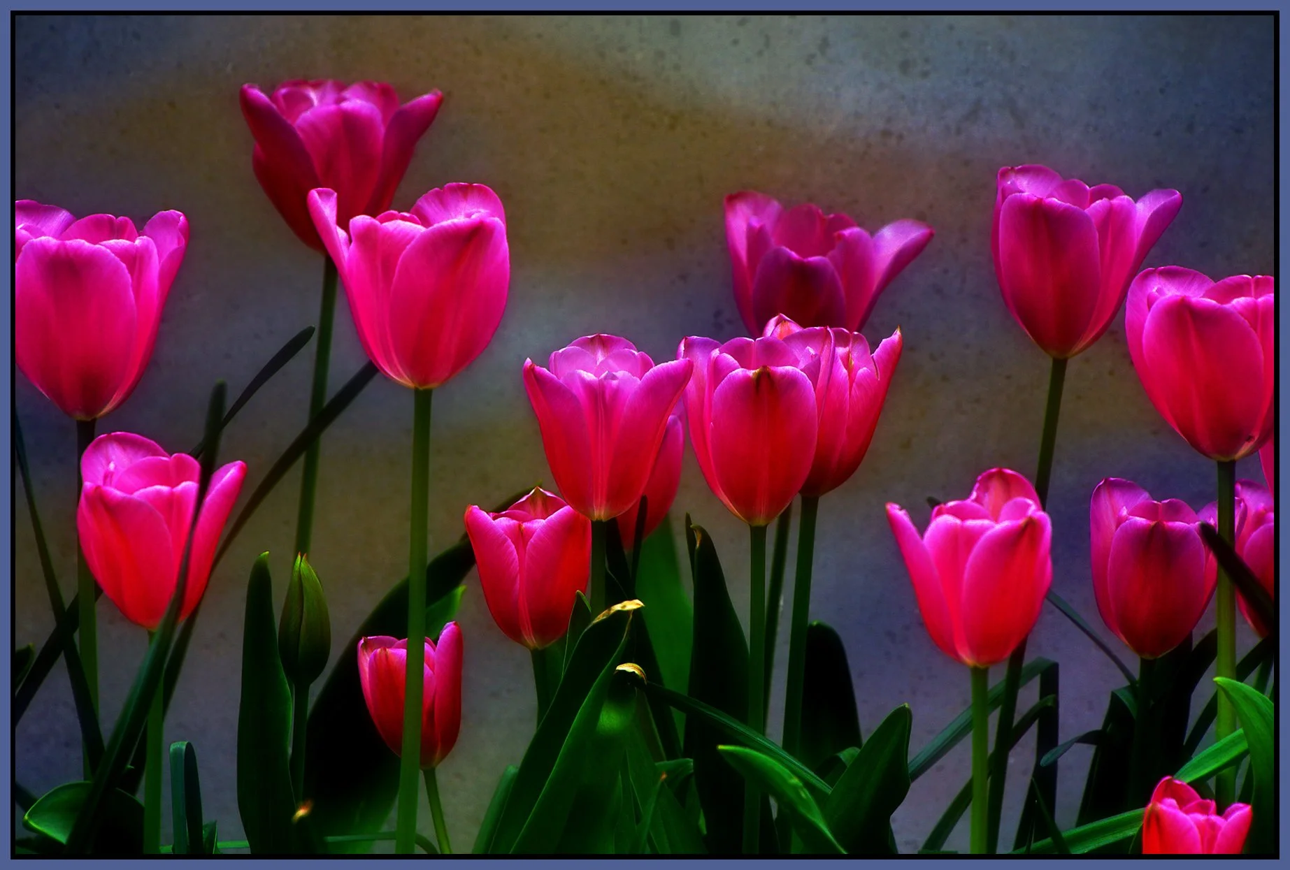 Flowers Tulips_May 6_2021_HDR_4G8404_pehdr_Jade_4x6s.jpg