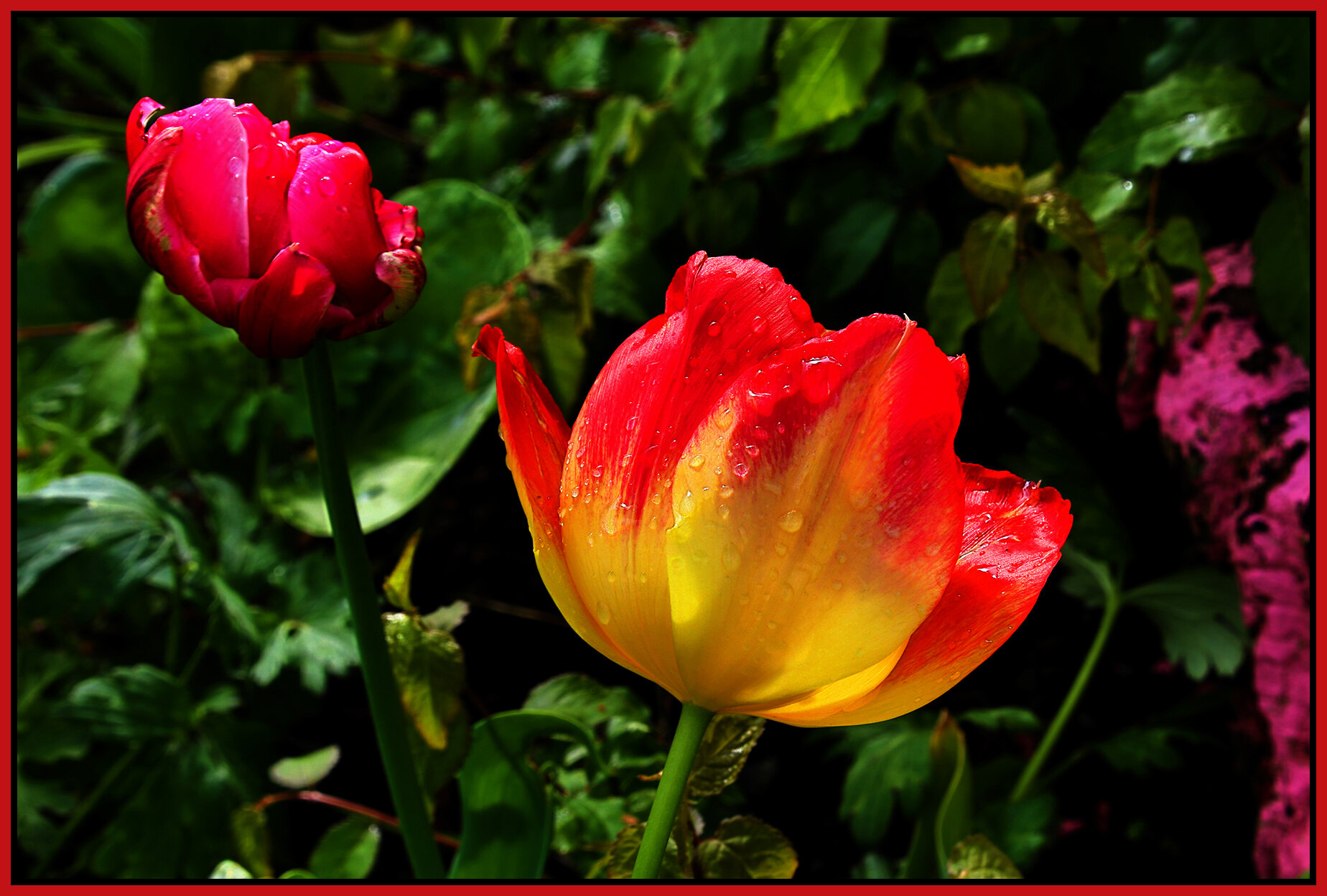 Flowers  Tulips_May 3_2020_HDR_4F6025_peGc_4x6s.jpg