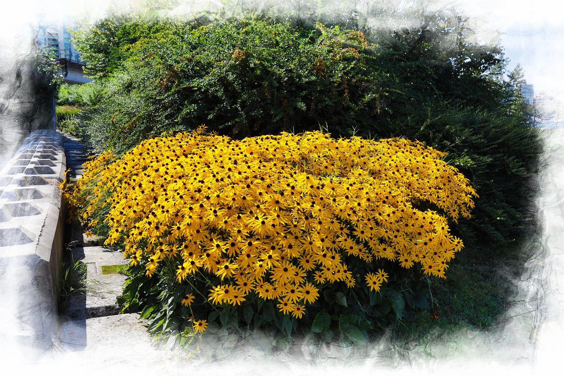 Flowers Rubicana_Aug 21_2026_HDR_4L1112_peGrabajava_4x6.jpg