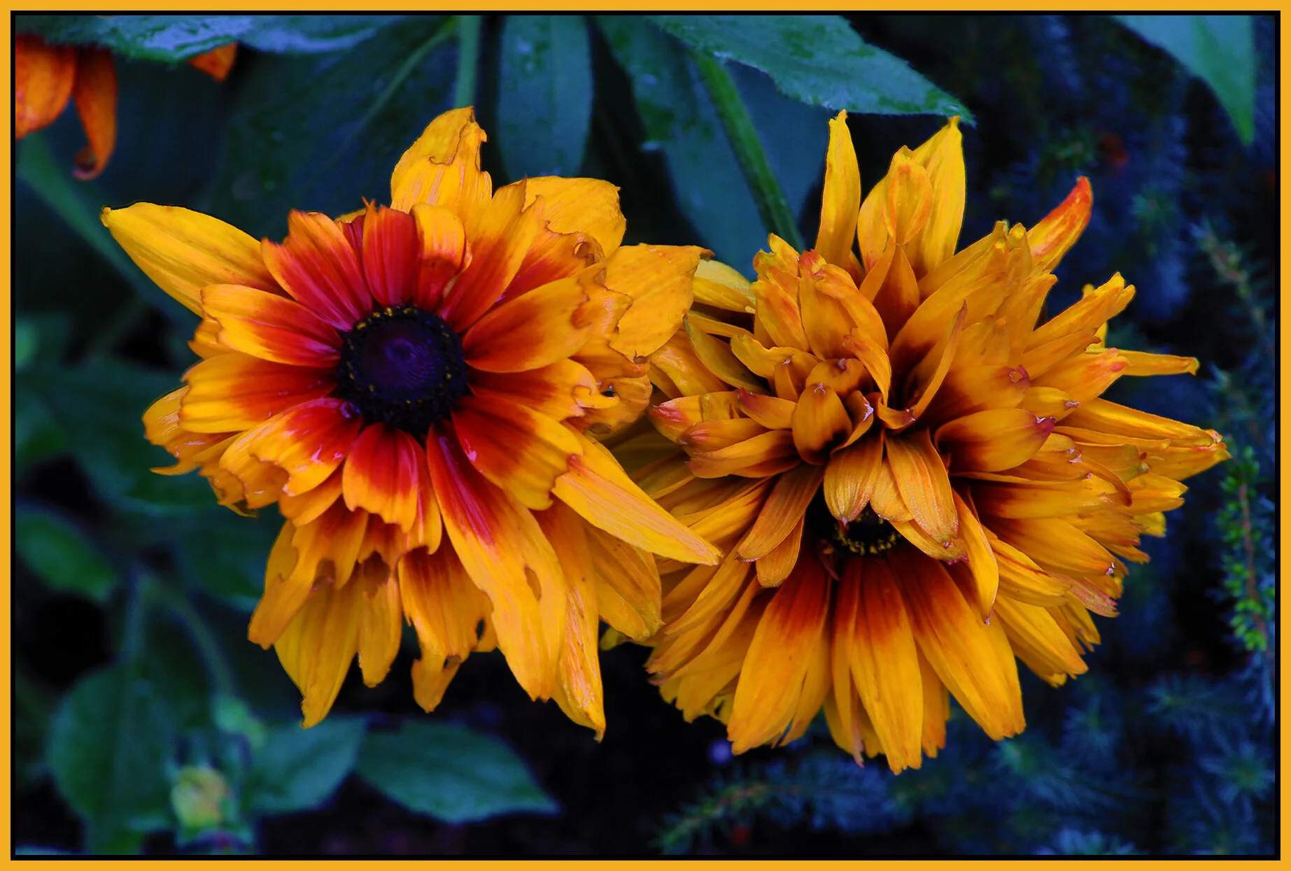 Flowers_Aug 8_2021_HDR_4G2305_4x6s.jpg