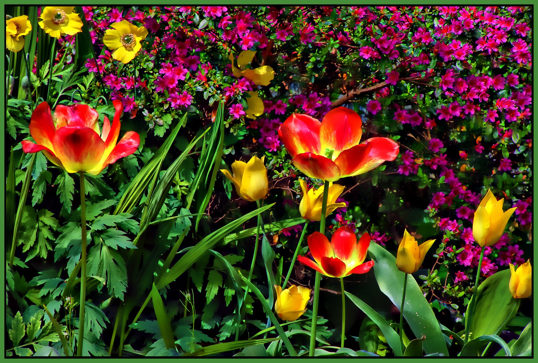 Flowers Tulips_Apr 29_2021_HDR_4G8056_peHdr2013_1_4x6s.jpg