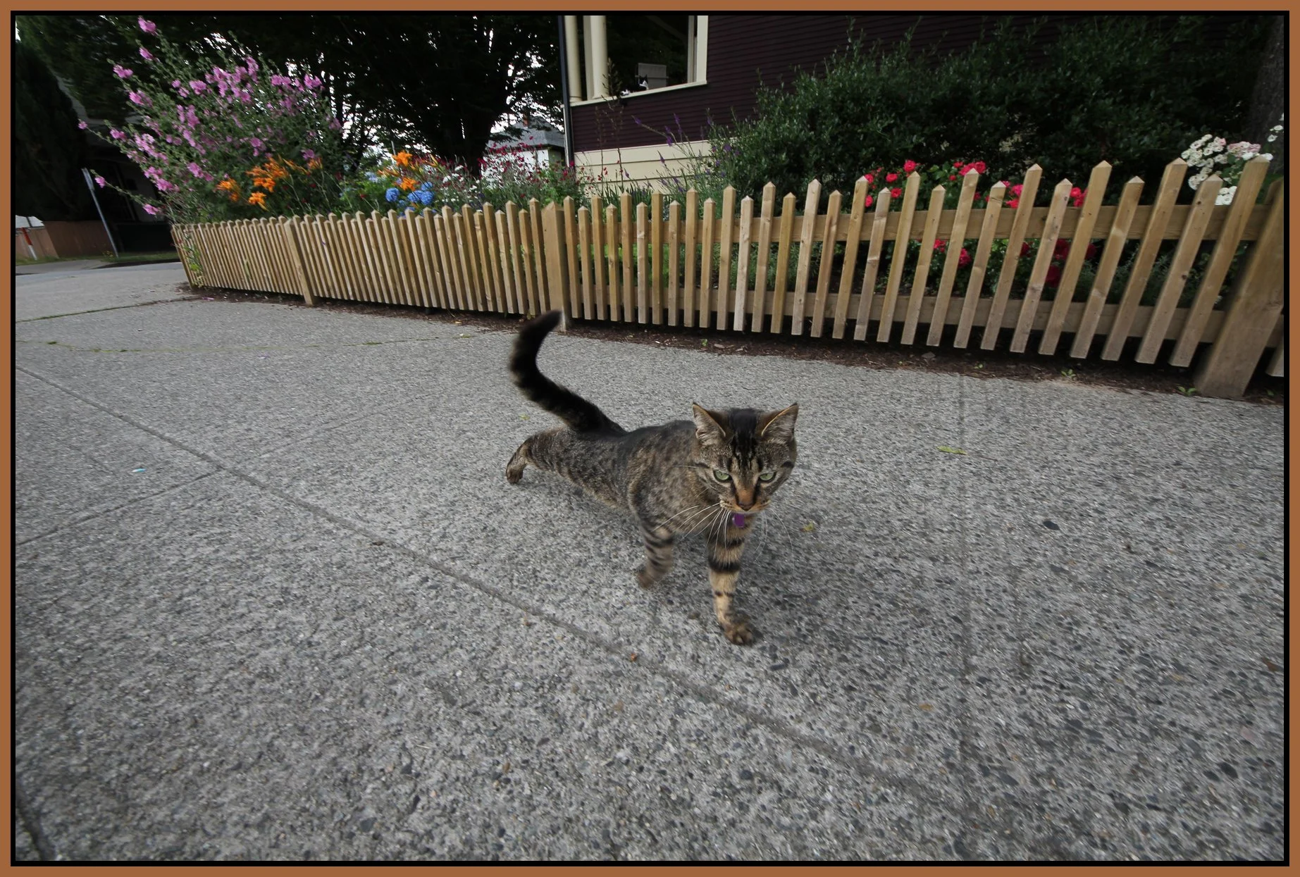 Cat on Union_Jul 20_2011_3767_4x6s.jpg