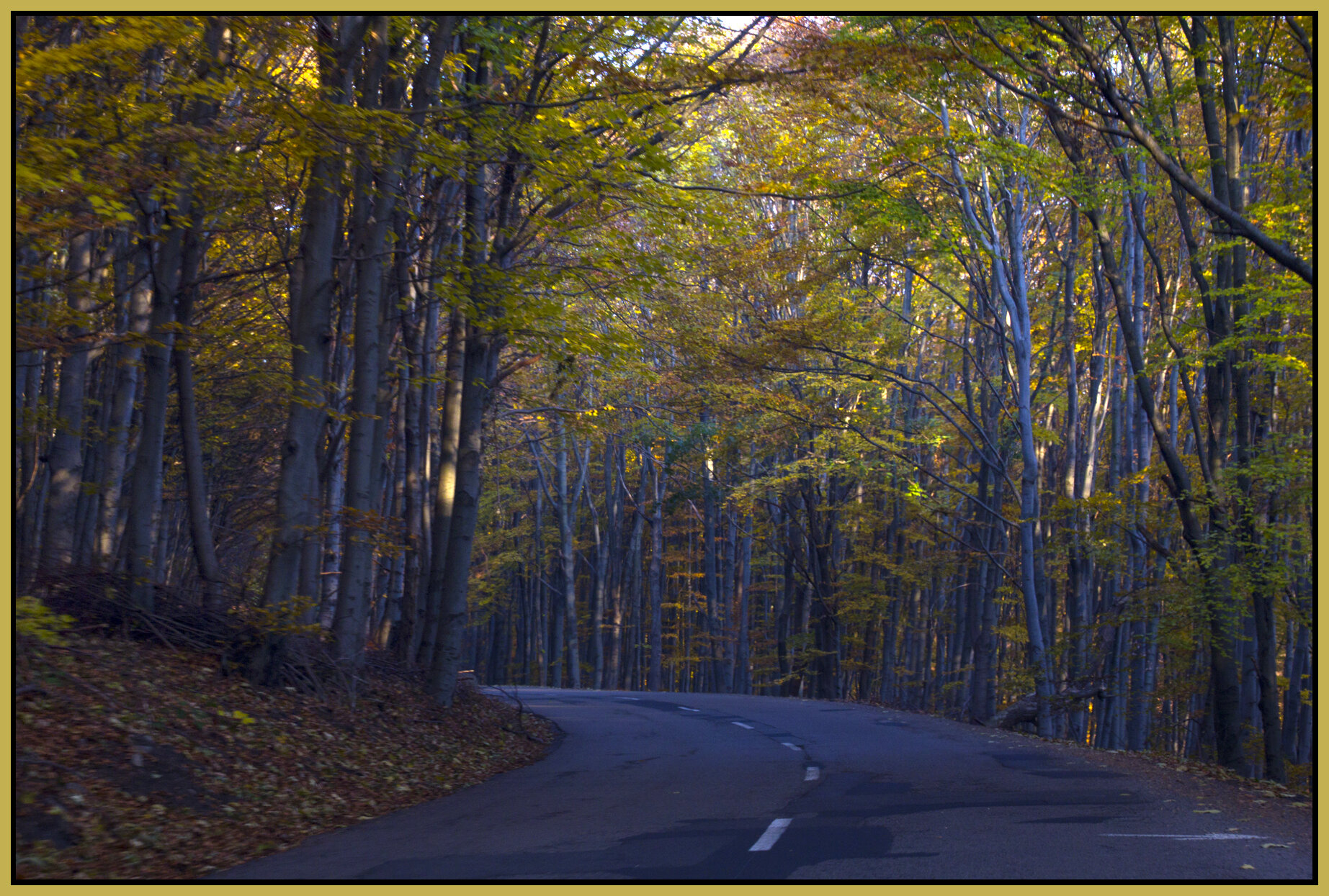 Mátra_Nov 1_2011_9583_4x6s.jpg