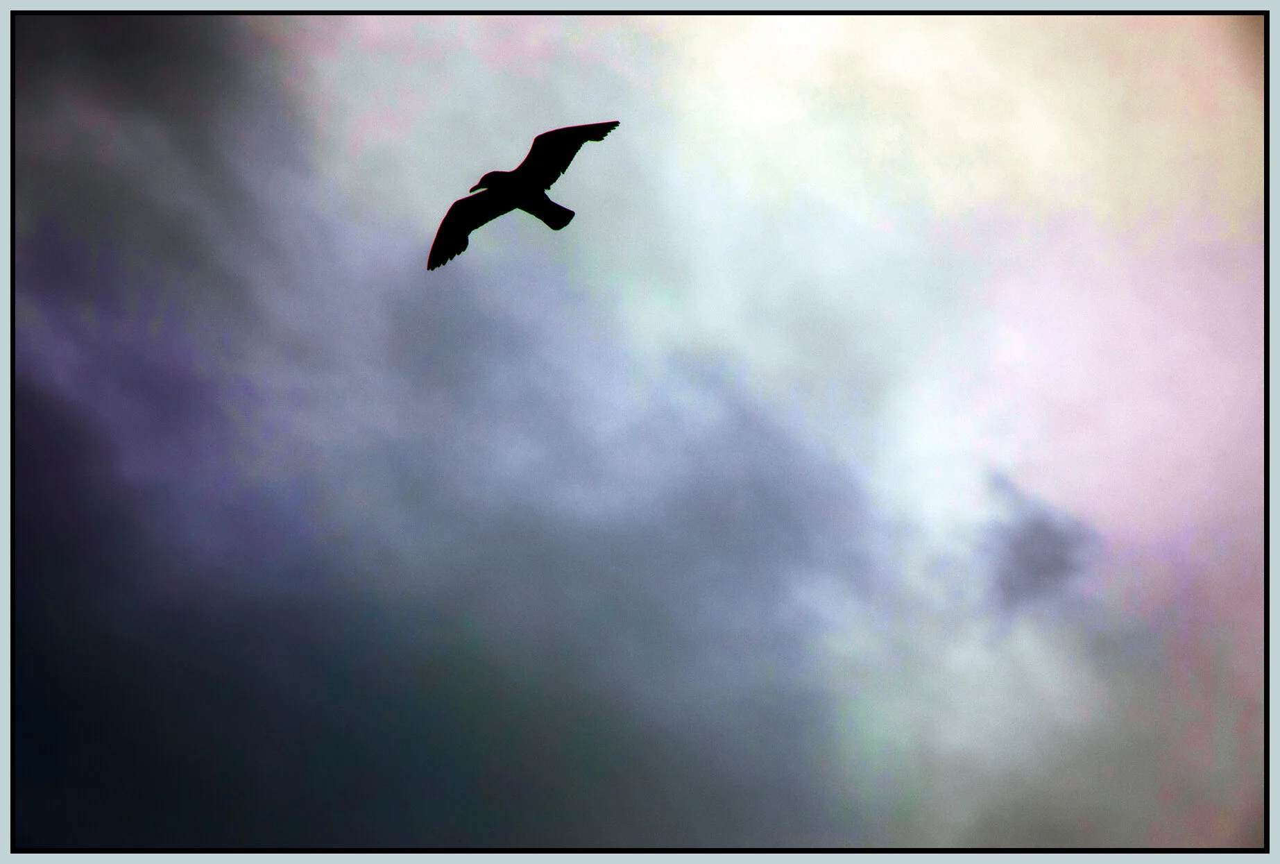 Seagull_Jun 15_2021_CR2_5A8494_peFixOvExp_4x6s.jpg