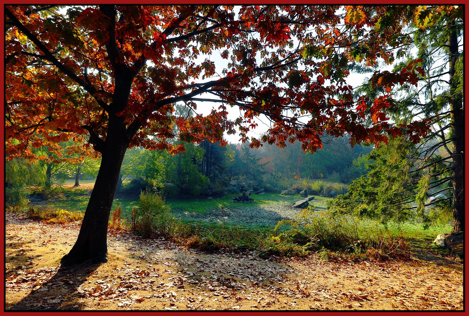 Charleson Pk Trees_Oct 19_2022_HDR_5C3958_pePop_4x6s.jpg