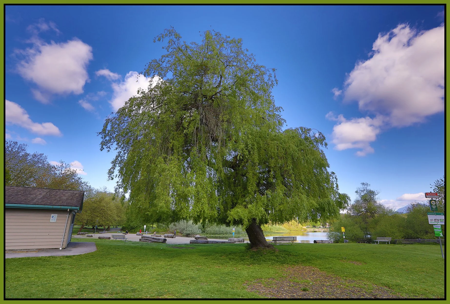 Trout Lake Tree_May 4_2025_HDR_5F2529_4x6s.jpg