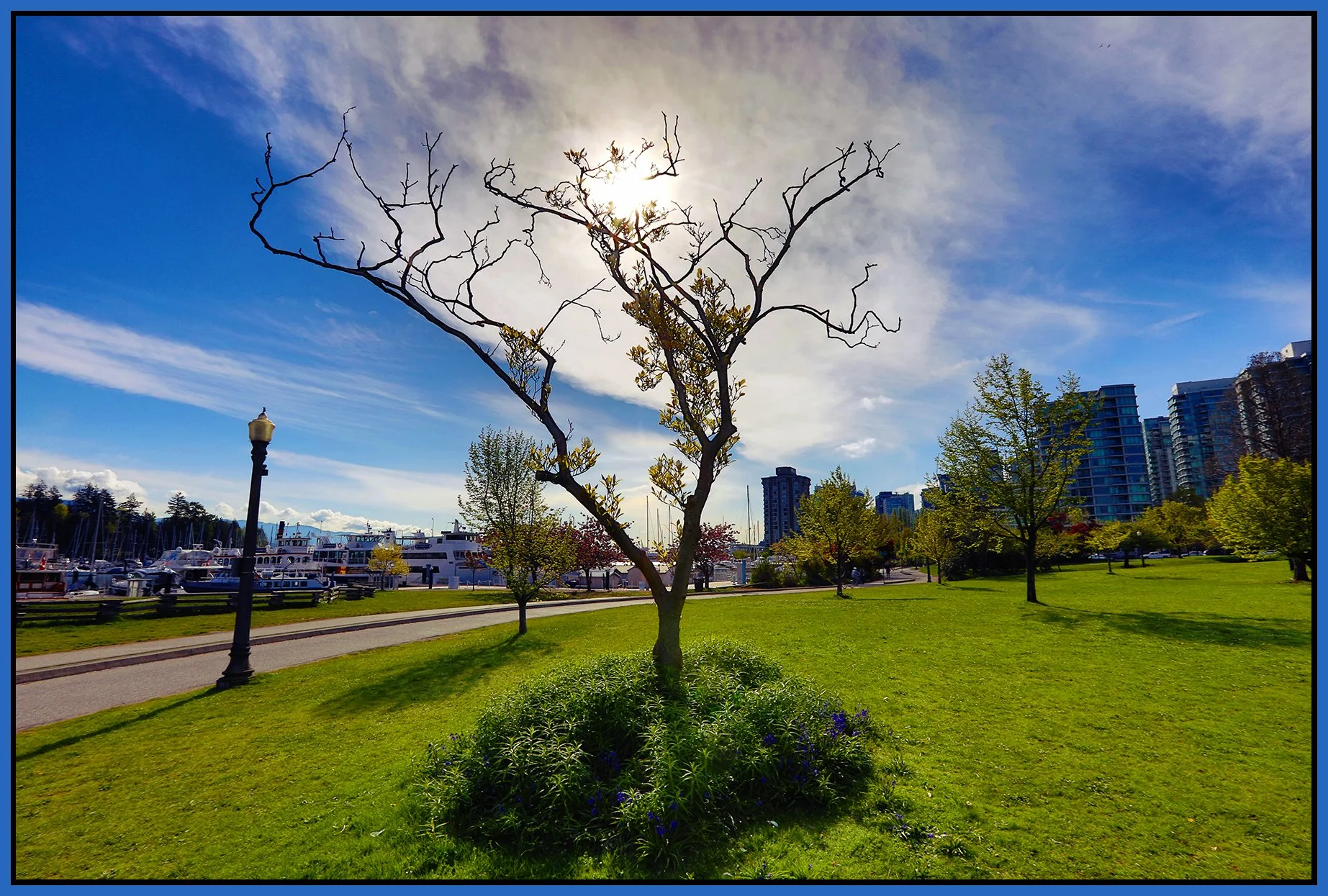 Devonian Park Tree_May 8_2023_HDR_5C8599_pePop_4x6s.jpg