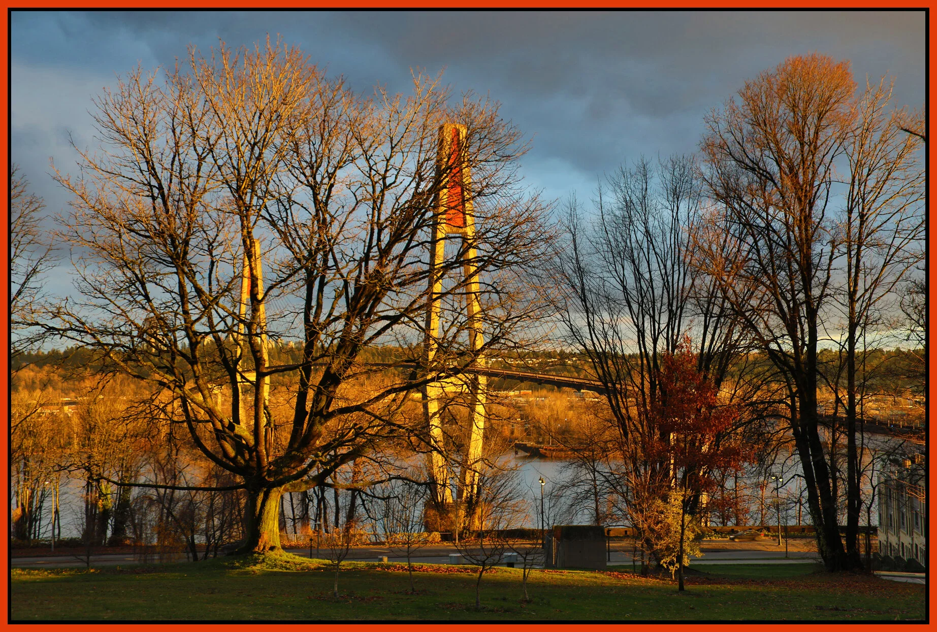Trees in New West_Dec 3_2017_HDR_B2641_4x6s.jpg