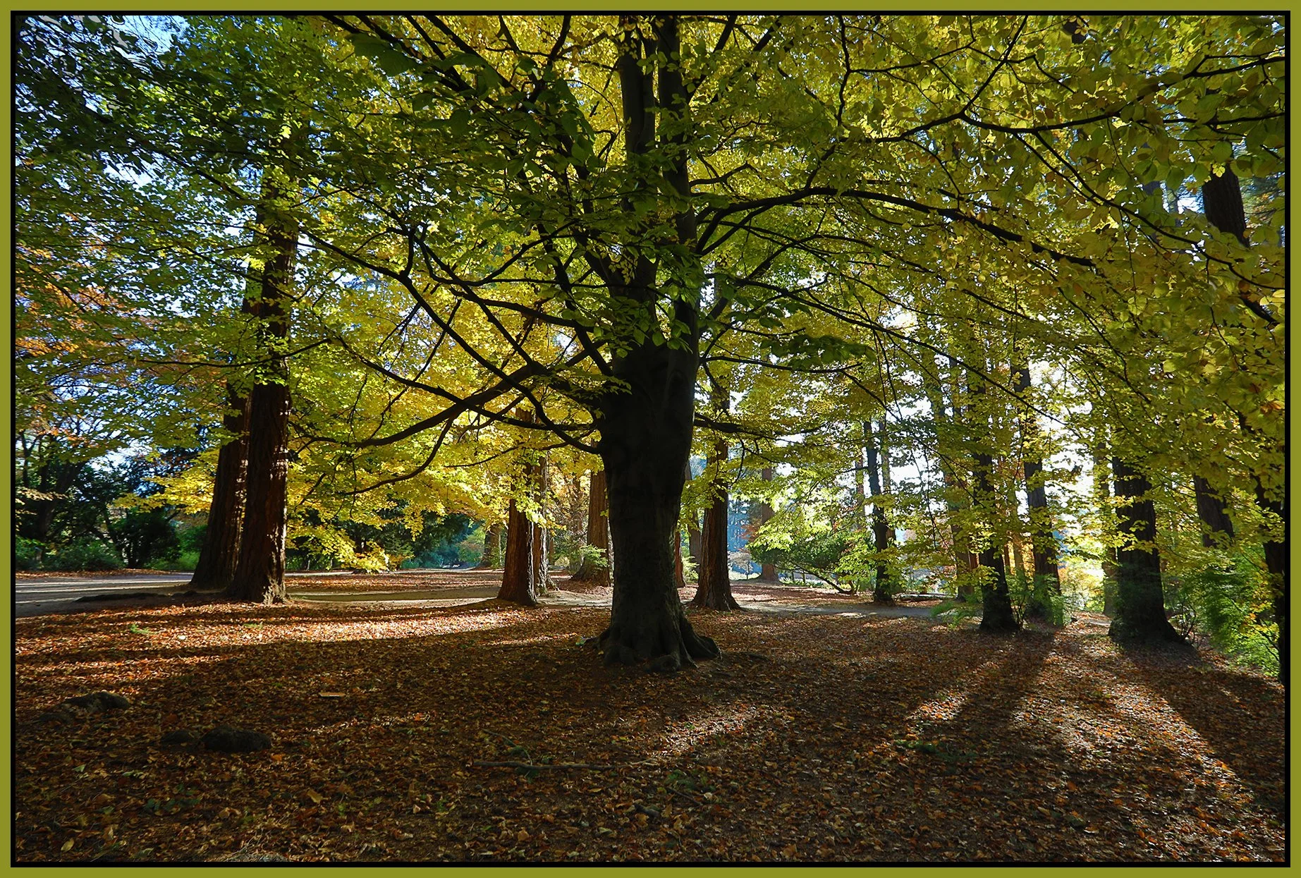 Stanley Pk Trees_Nov 18_2022_HDR_5C7014_4x6s.jpg