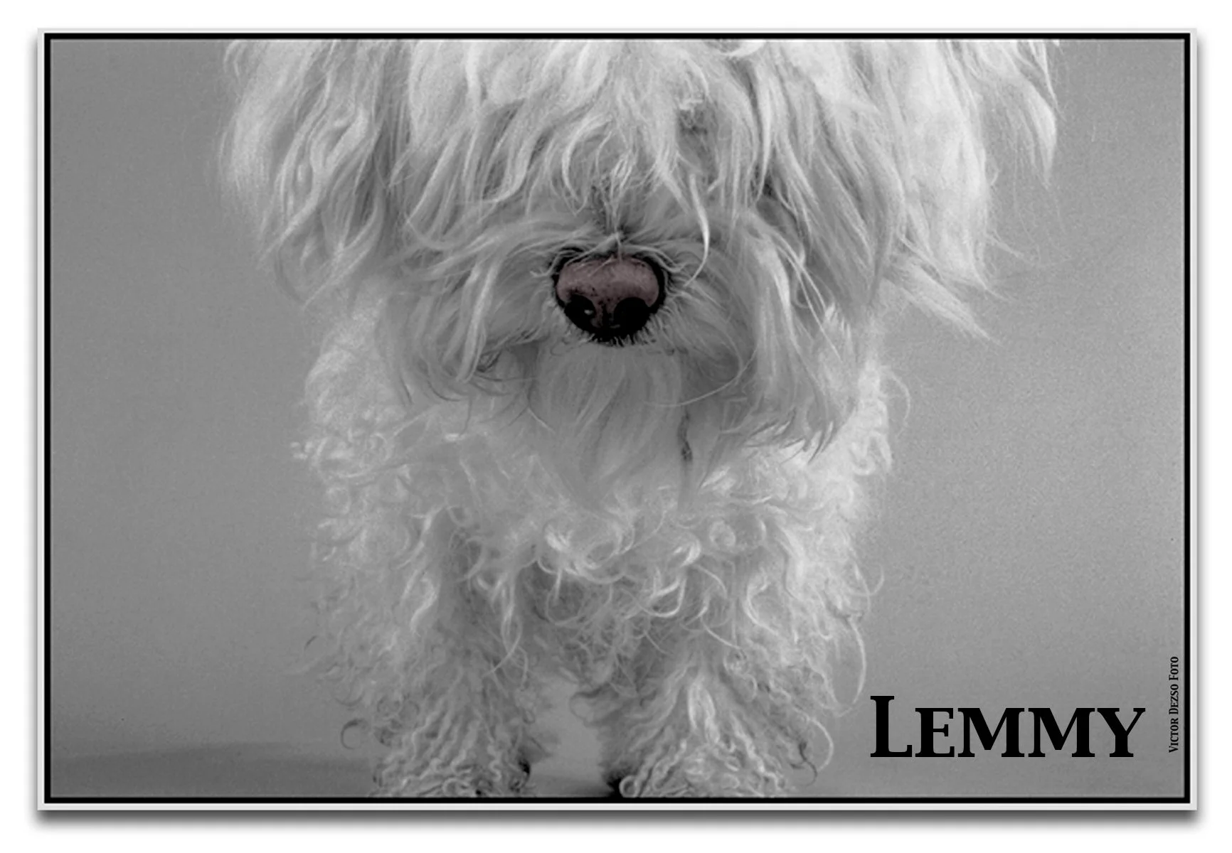 Lemmy_3_4x6ss.jpg