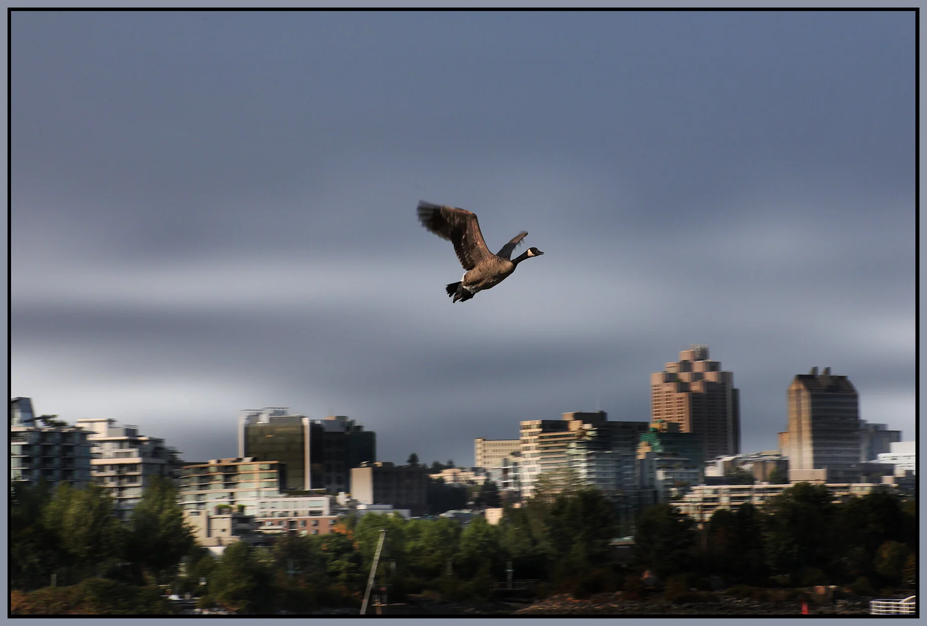Canada Goose False Ck_Aug 2_2021_4G1674_peReliteLndscp_4x6s.jpg