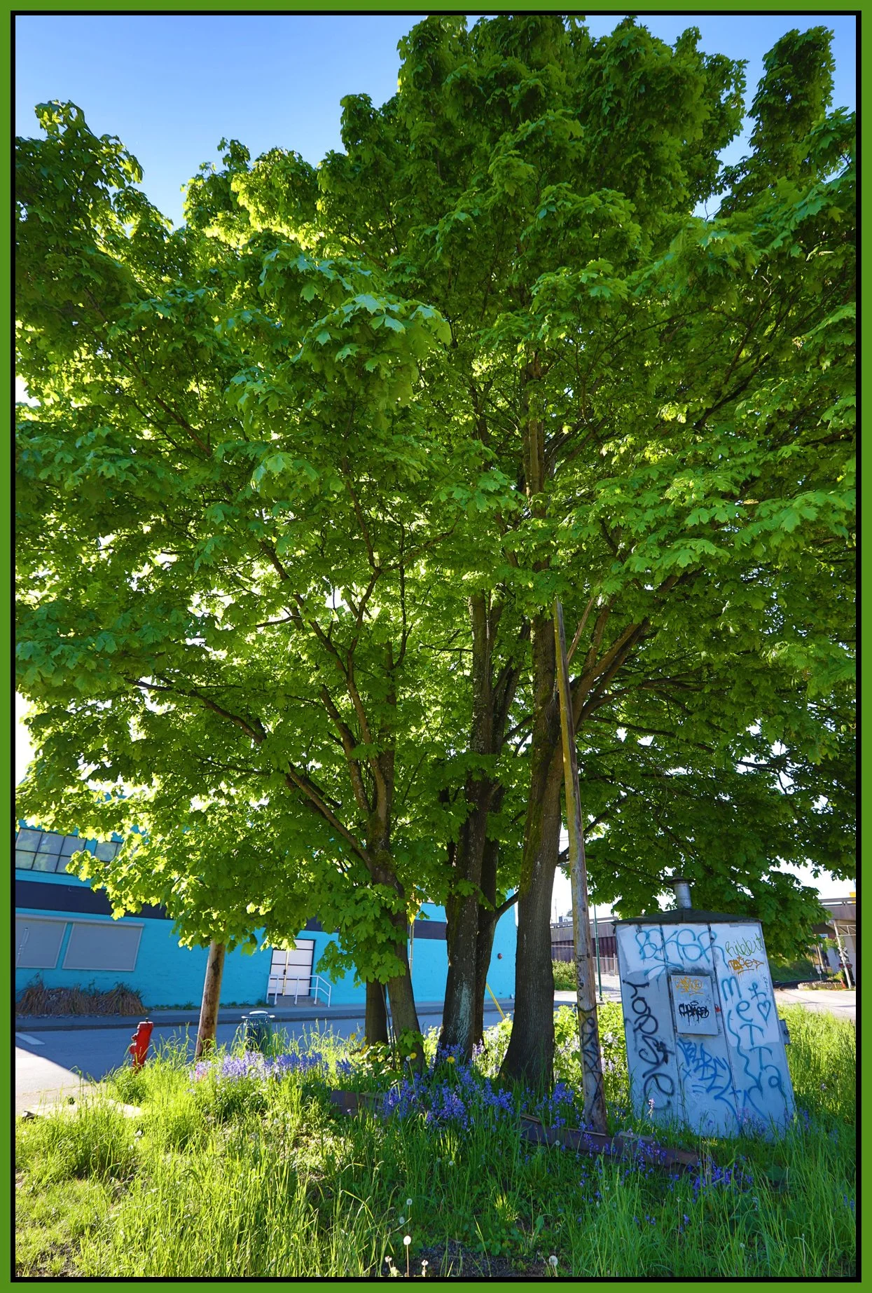 300 Raymur Trees_May 20_2017_HDR_A6240_4x6s.jpg