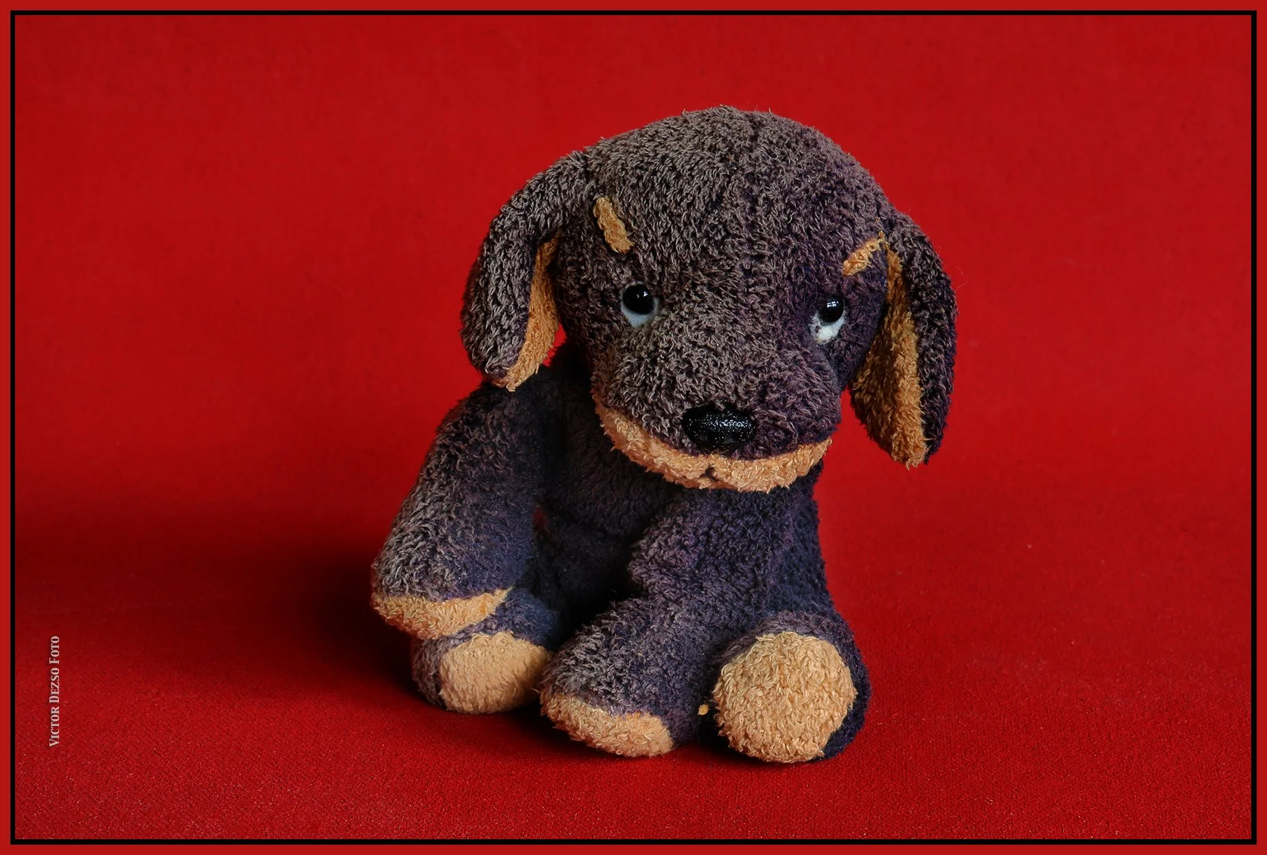 Purple Puppy_Aug 15_2025_HDR_4K1072_4x6s.jpg