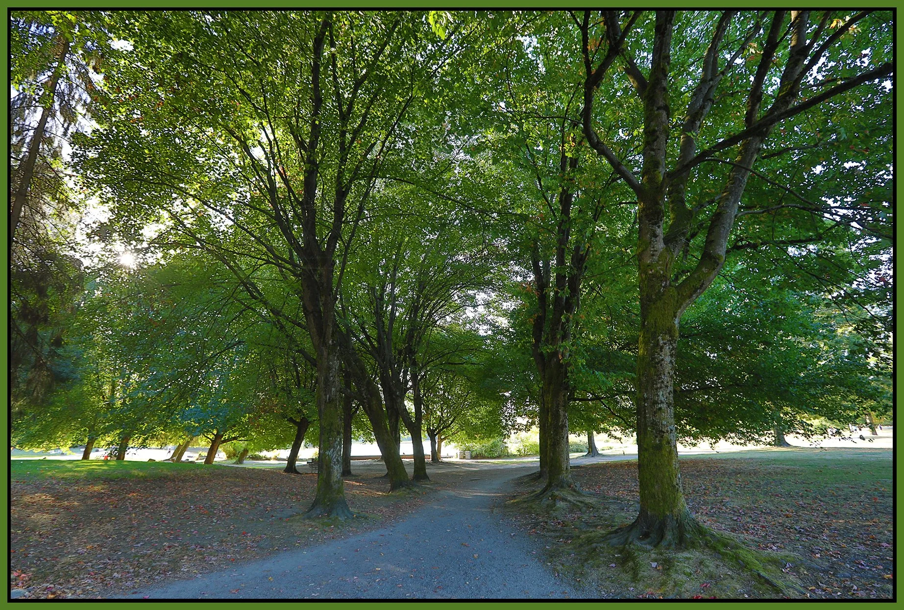 Trout Lake Trees_Sep 17_2023_HDR_5C6250_4x6s.jpg