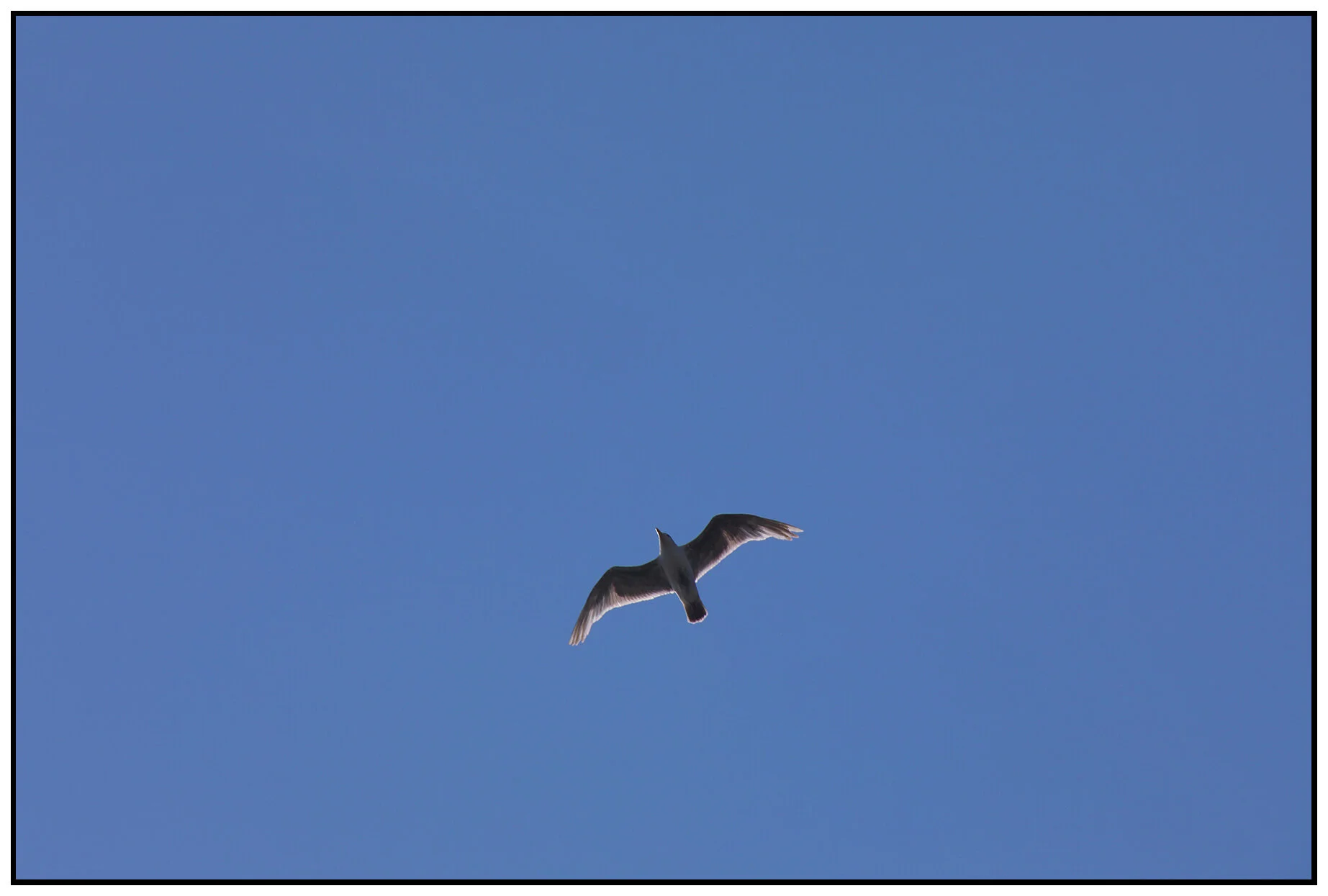 Seagull_Jul 12_2021_HDR_5A3079_4x6s.jpg