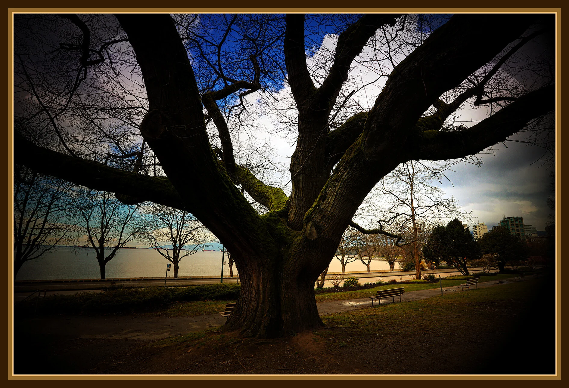 English Bay Tree_Mar 24_2020_HDR_F3663_peIntnSunst_4x6s.jpg