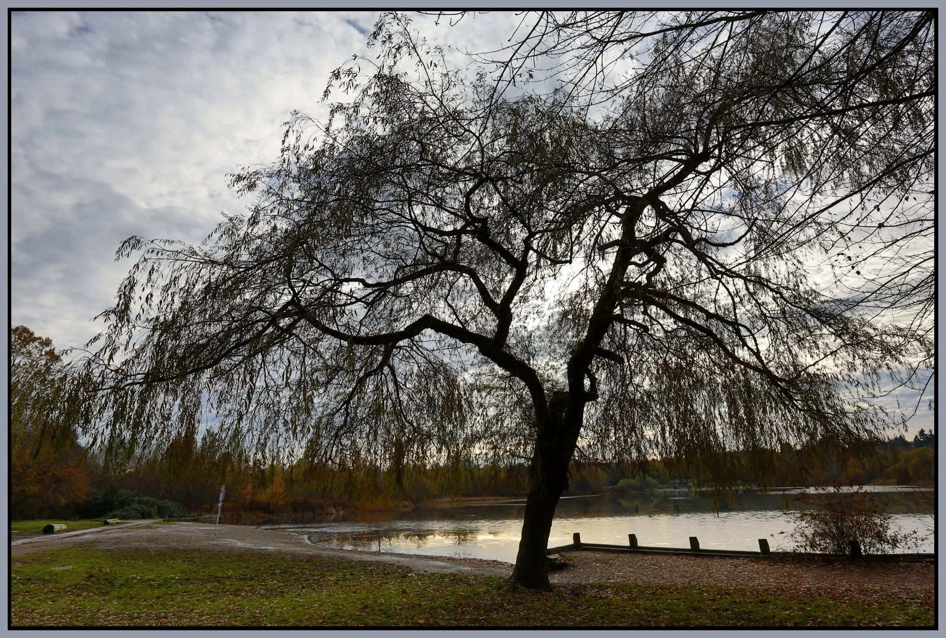 Trout Lake tree_Nov 22_2015_HDR_H4874_4x6s.jpg