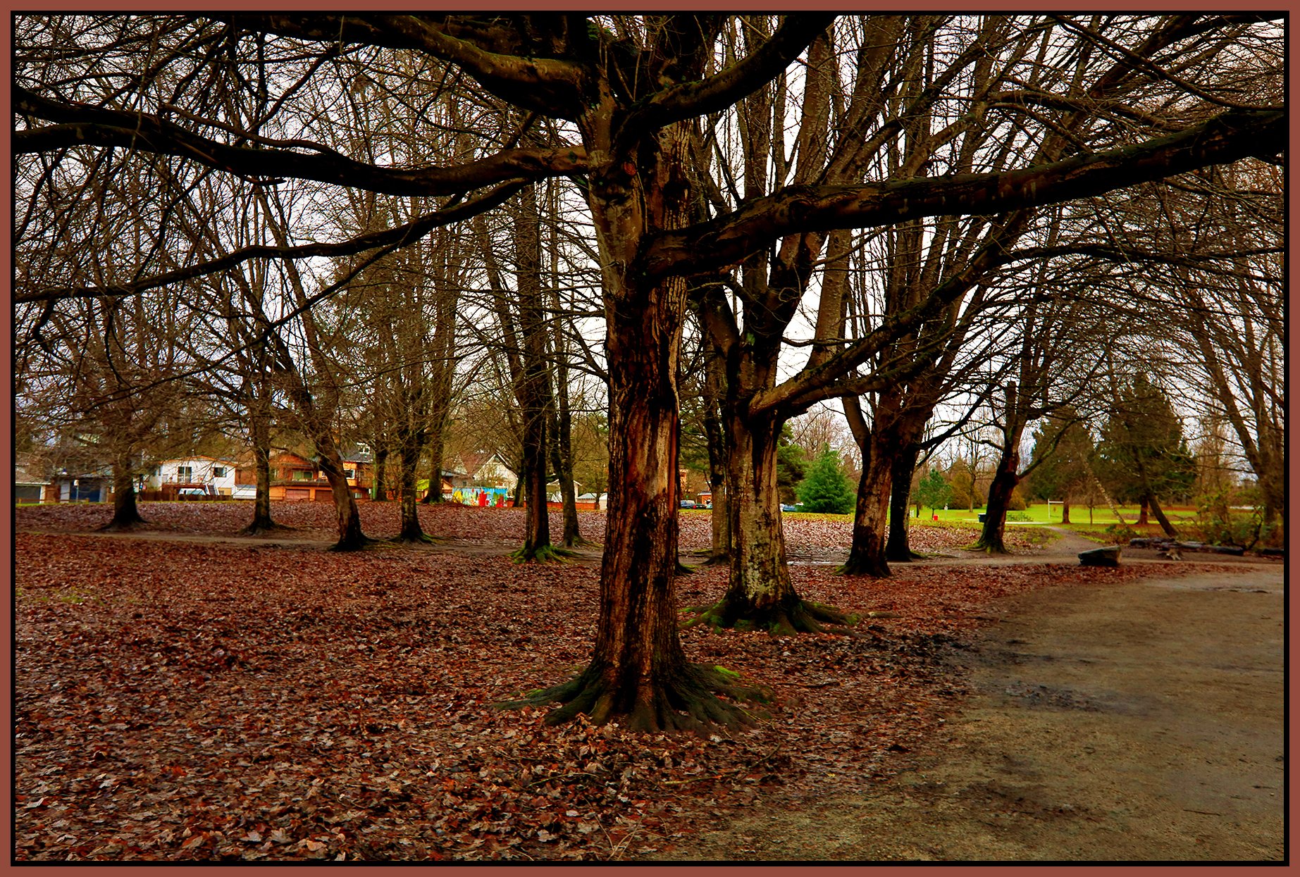 Trout Lake Trees_Dec 15_2021_HDR_5A2647_peNatB_B&s II_4x6s.jpg
