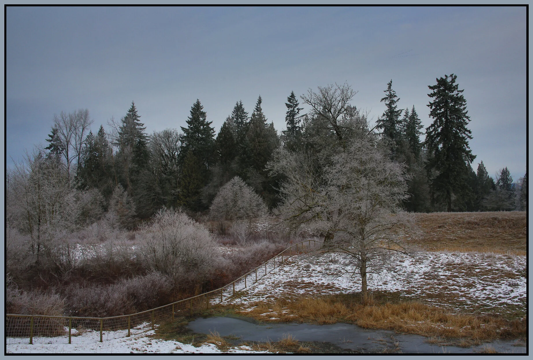 Langley Trees_Jan 2_2018_HDR_L0447_4x6s.jpg