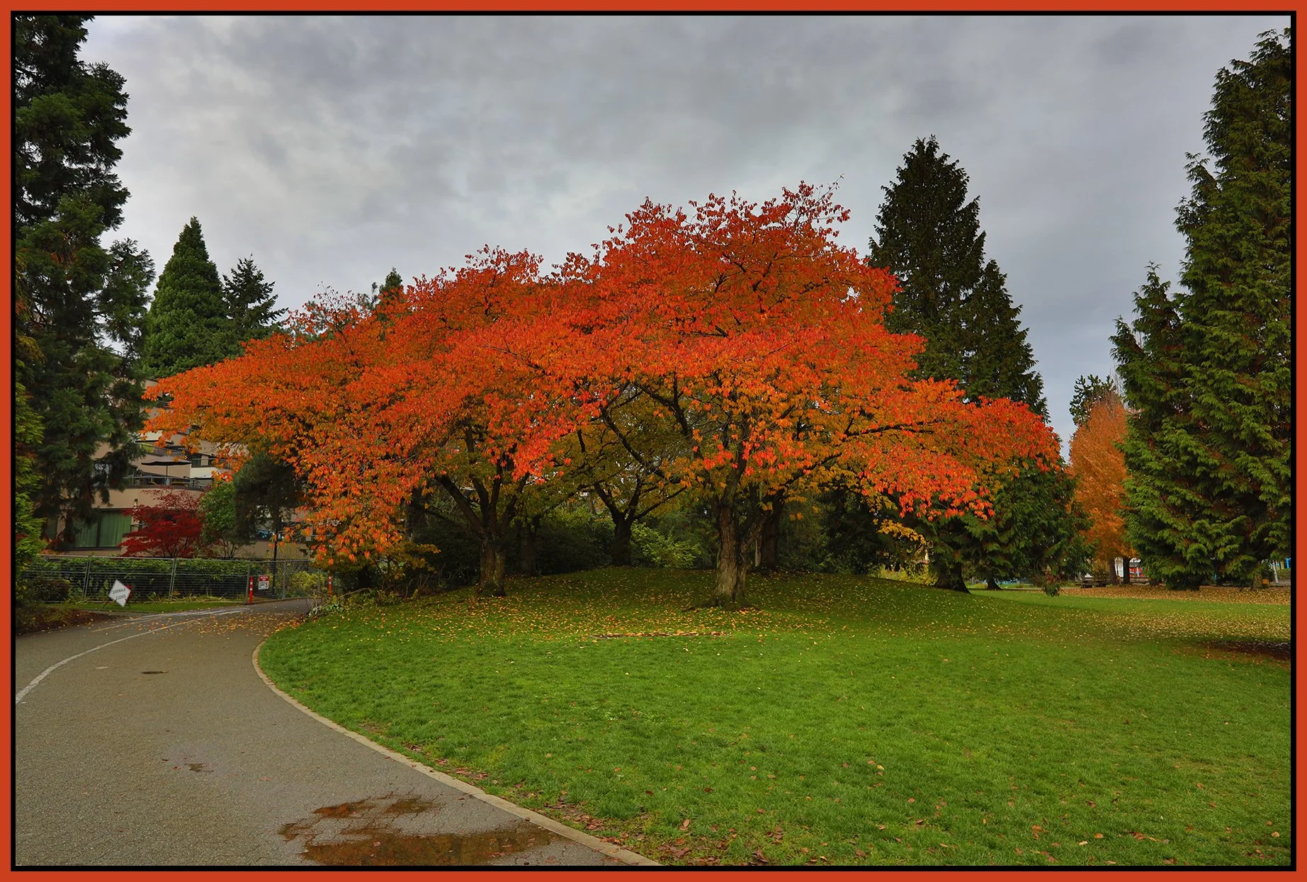 Granville island Trees_Nov 5_2023_HDR_5C9162_4x6s.jpg