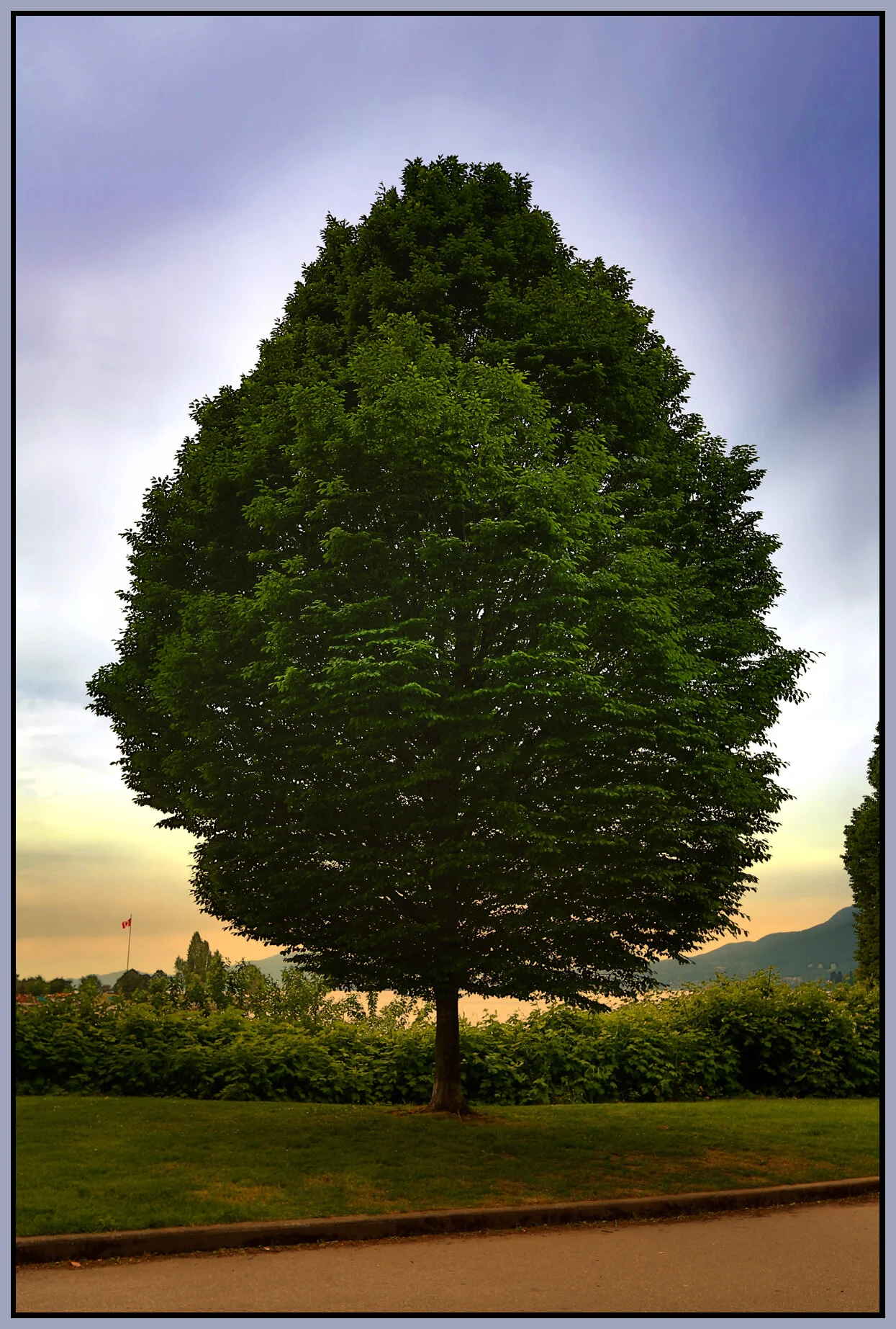 English Bay Tree_May 11_2016_HDR_K1694_peSil&Sunst_4x6s.jpg