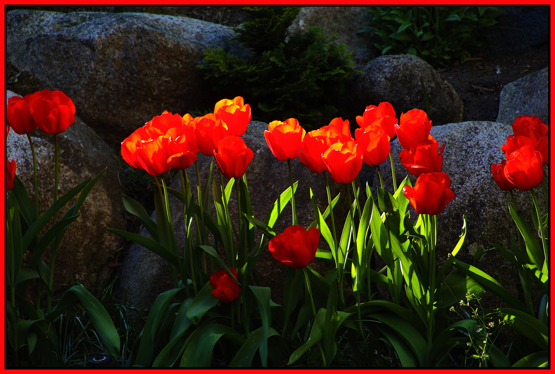 Flowers Tulips New West_Apr 18_2021_HDR_4G7408_4x6s.jpg