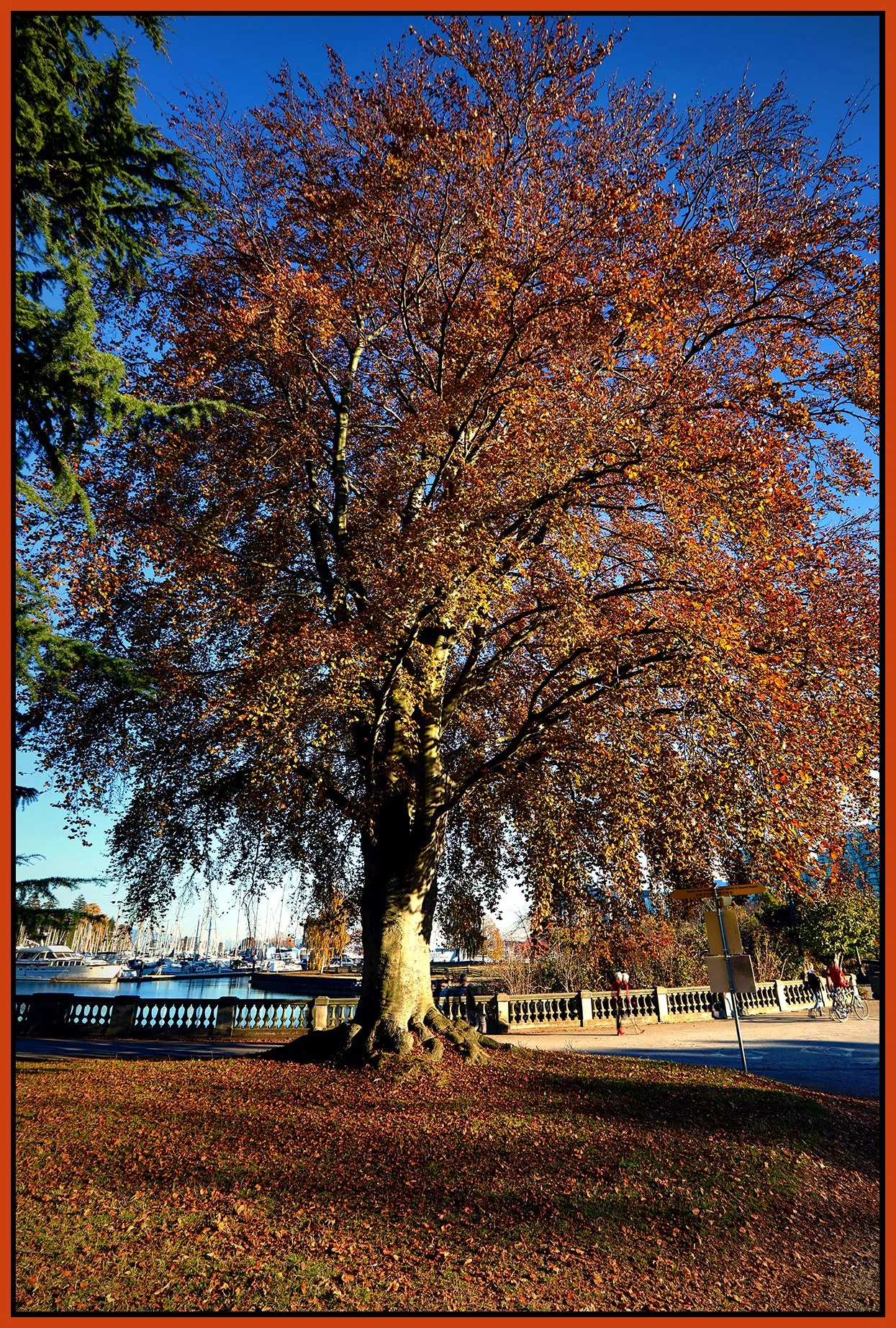 Stanley Pk Trees_Nov 18_2022_HDR_5C7058_peDrkImpct_4x6s.jpg