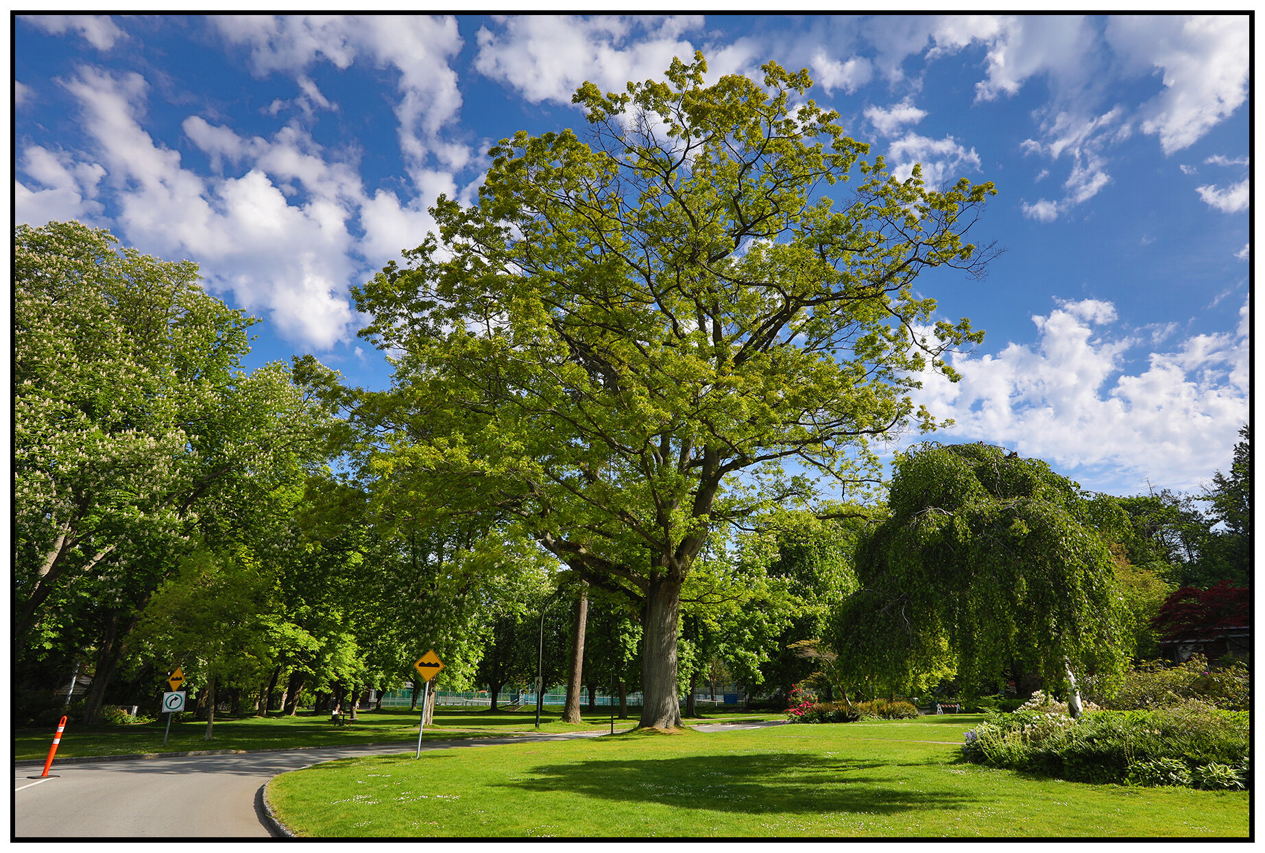 Stanley Pk Trees_May 11_2020_HDR_4F8553_4x6s.jpg