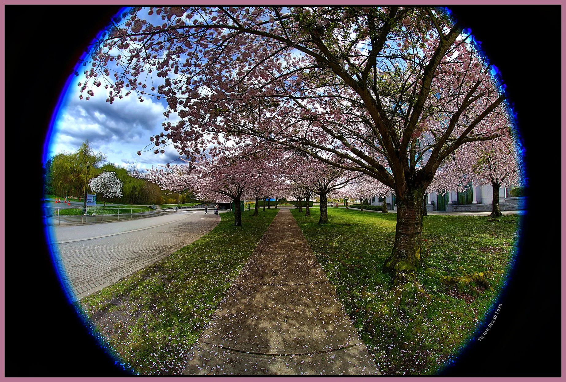 Stanley Park Blossoms_Apr 9_2025_HDR_3B0046_4x6s.jpg