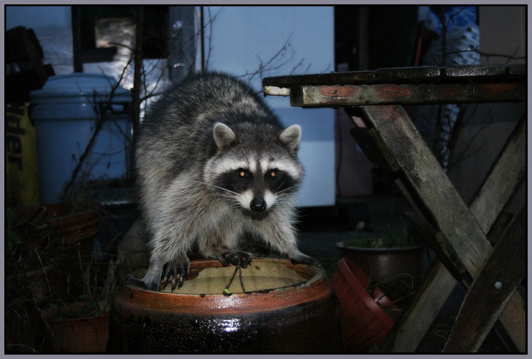 Racoon_0922_4x6s.jpg