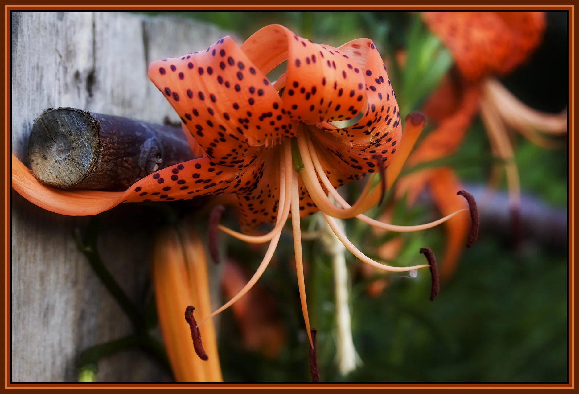 Flowers_Aug 3 09_7374_peSat&Glo_4x6s.jpg