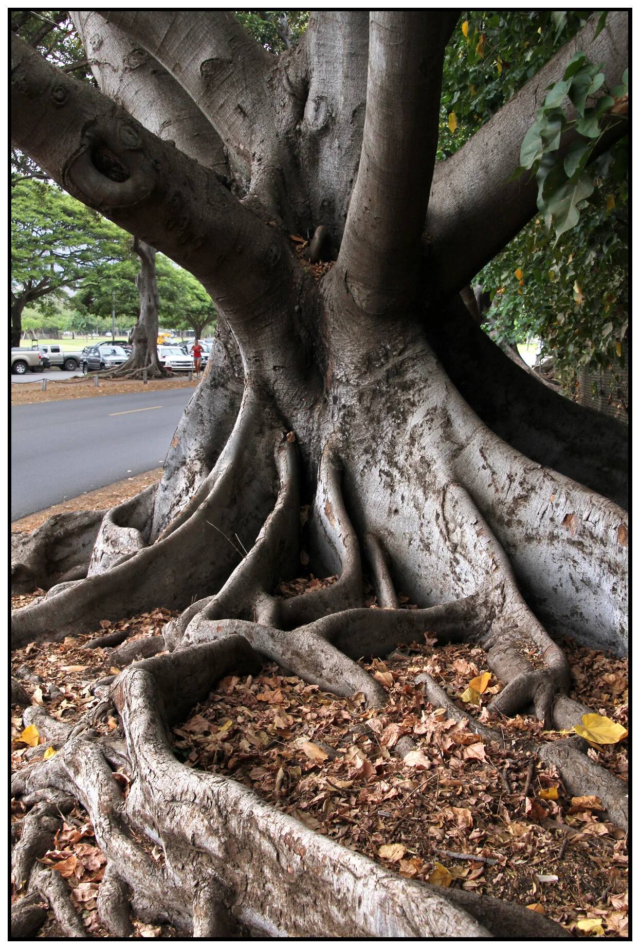 Hawaii Tree_Nov 20_2012_3286_4x6s.jpg
