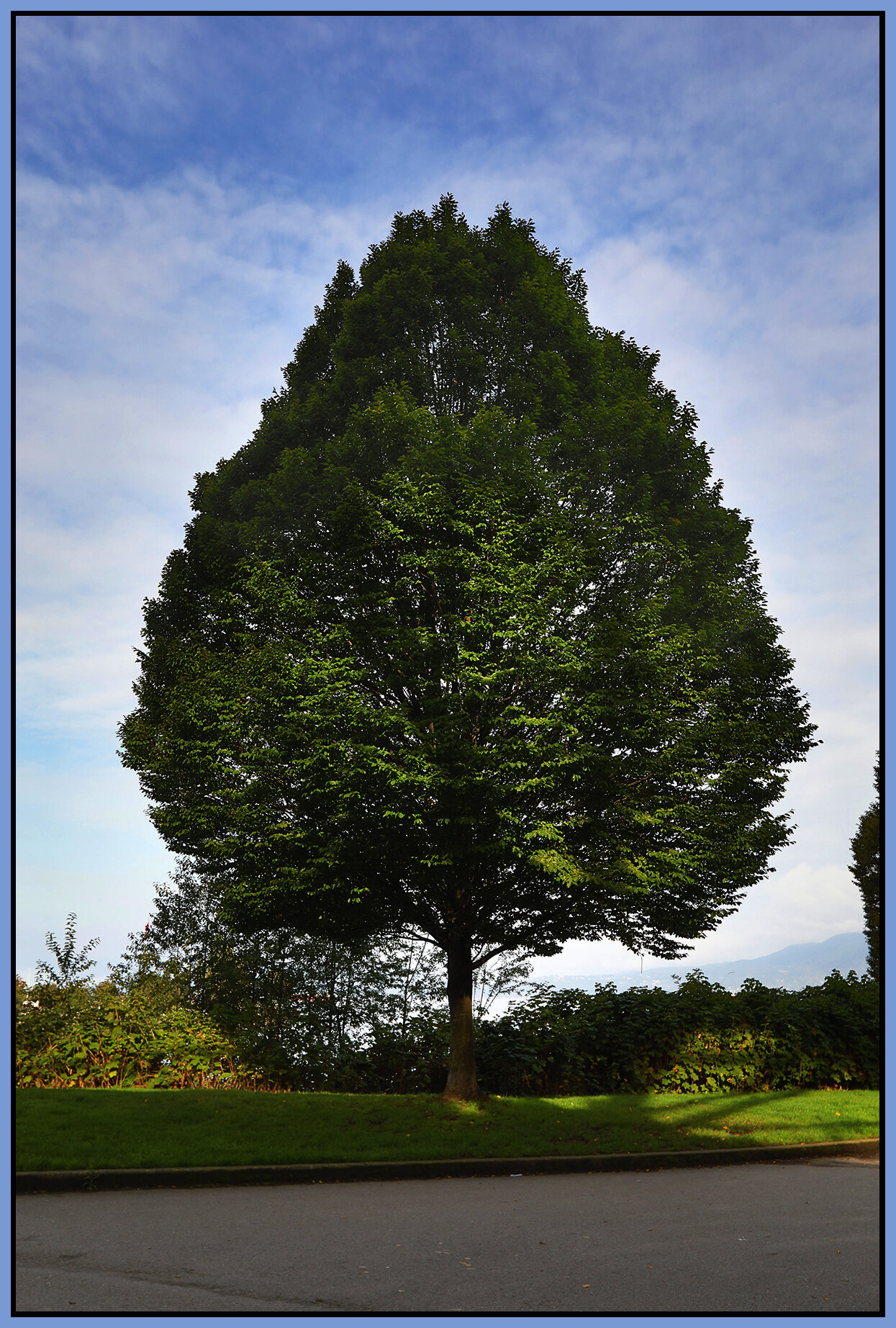 English Bay Tree_Sep 25_2019_HDR_F5102_4x6s.jpg