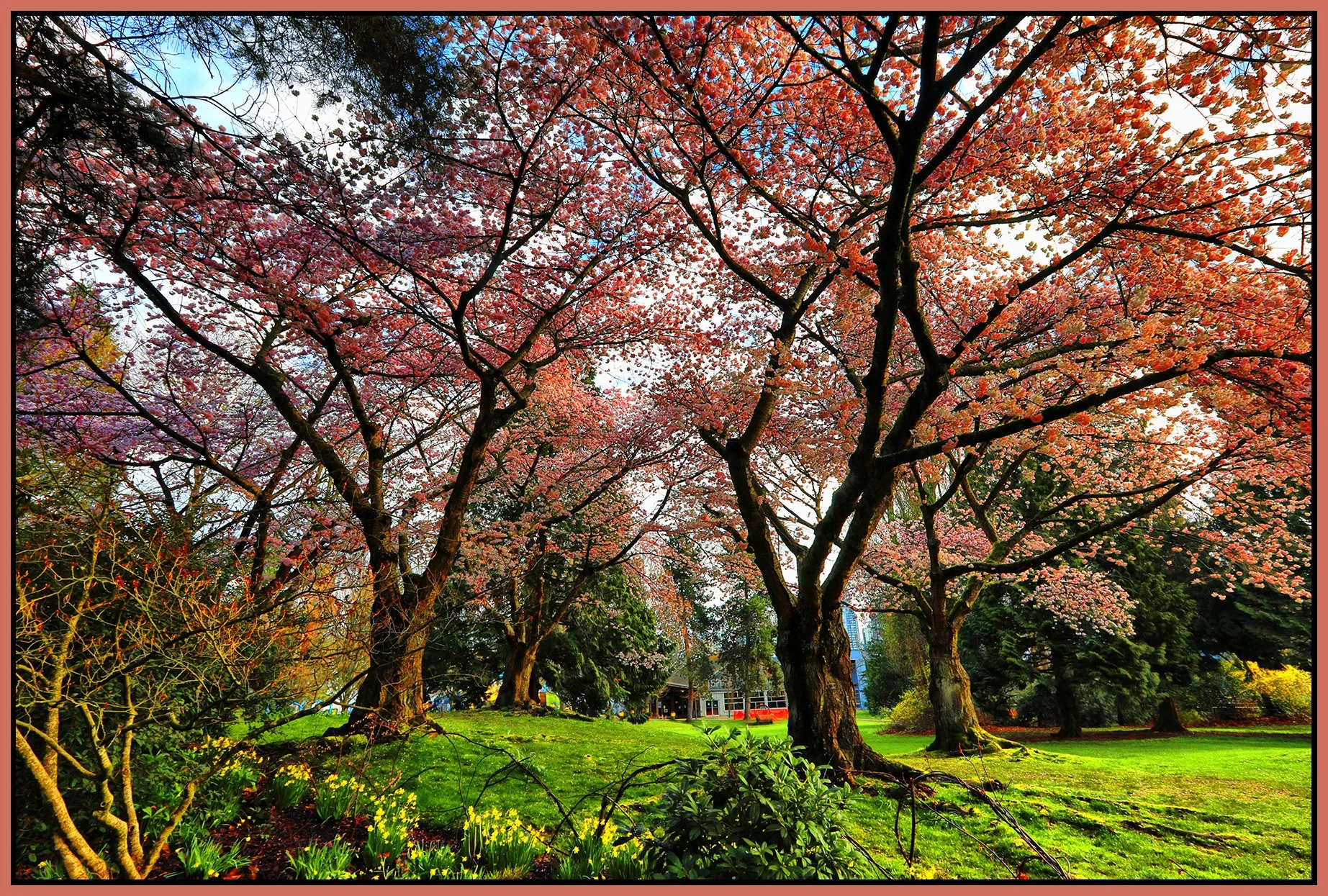 Granville Island Trees_Mar 30_2022_HDR_5B1112_peHypereal_Water_4x6s.jpg