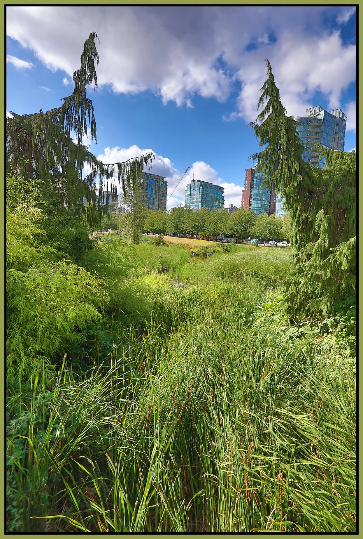 Devnian Harbour Park Bullrushes_Aug 7_2025_HDR_4H0170_4x6s.jpg