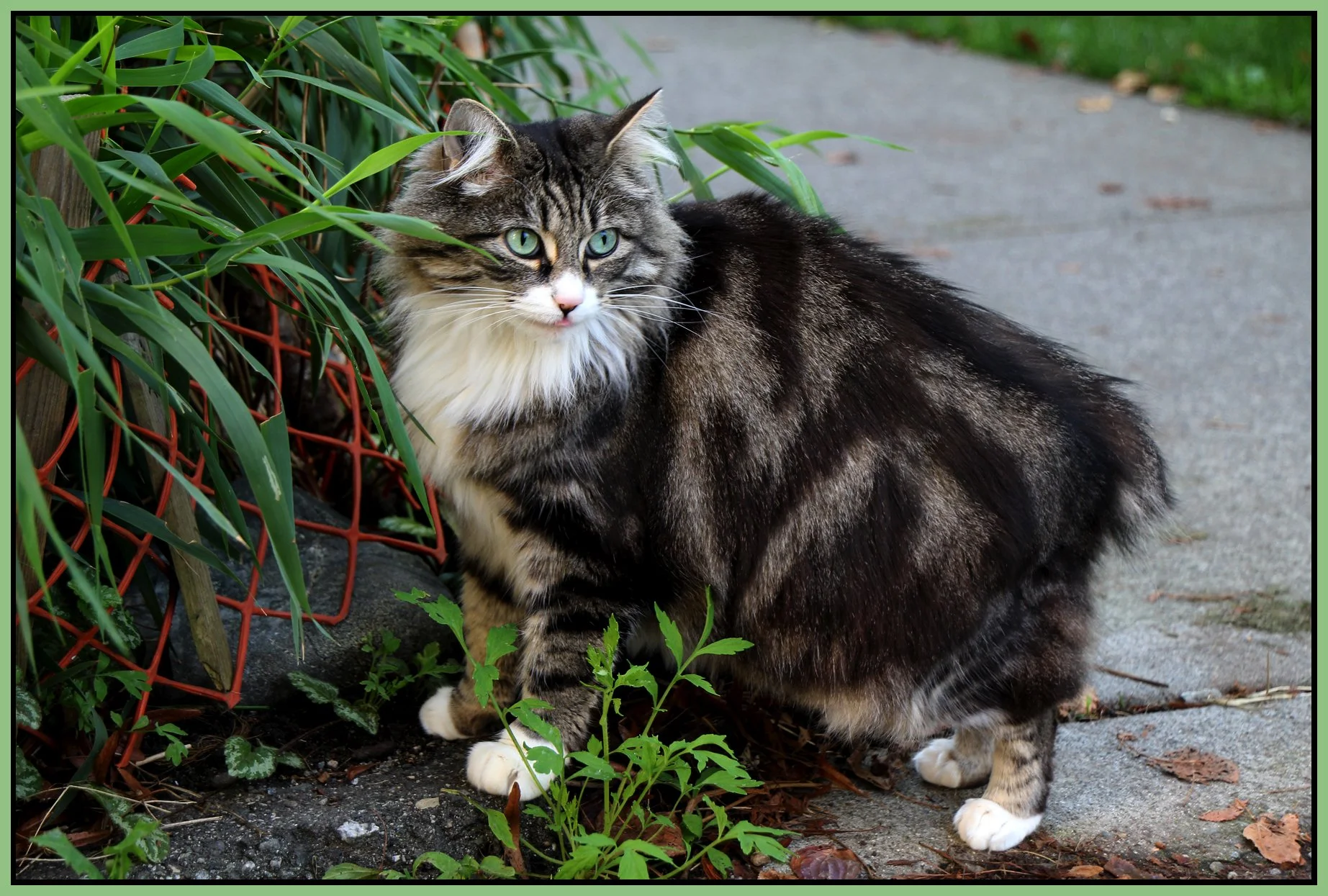 Cat on Hawks_Oct 10_2010_0995_4x6s.jpg