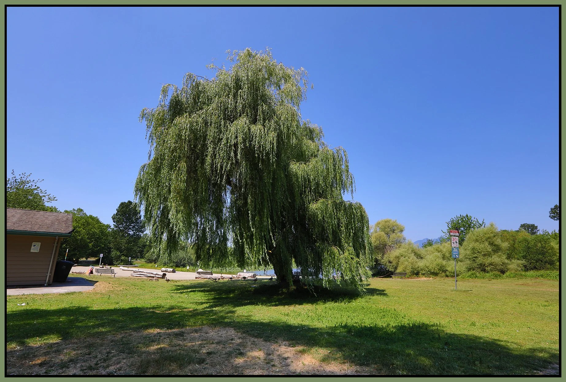 Trout Lake Willow Tree_Jul 9_2021_HDR_5A2574_4x6s.jpg