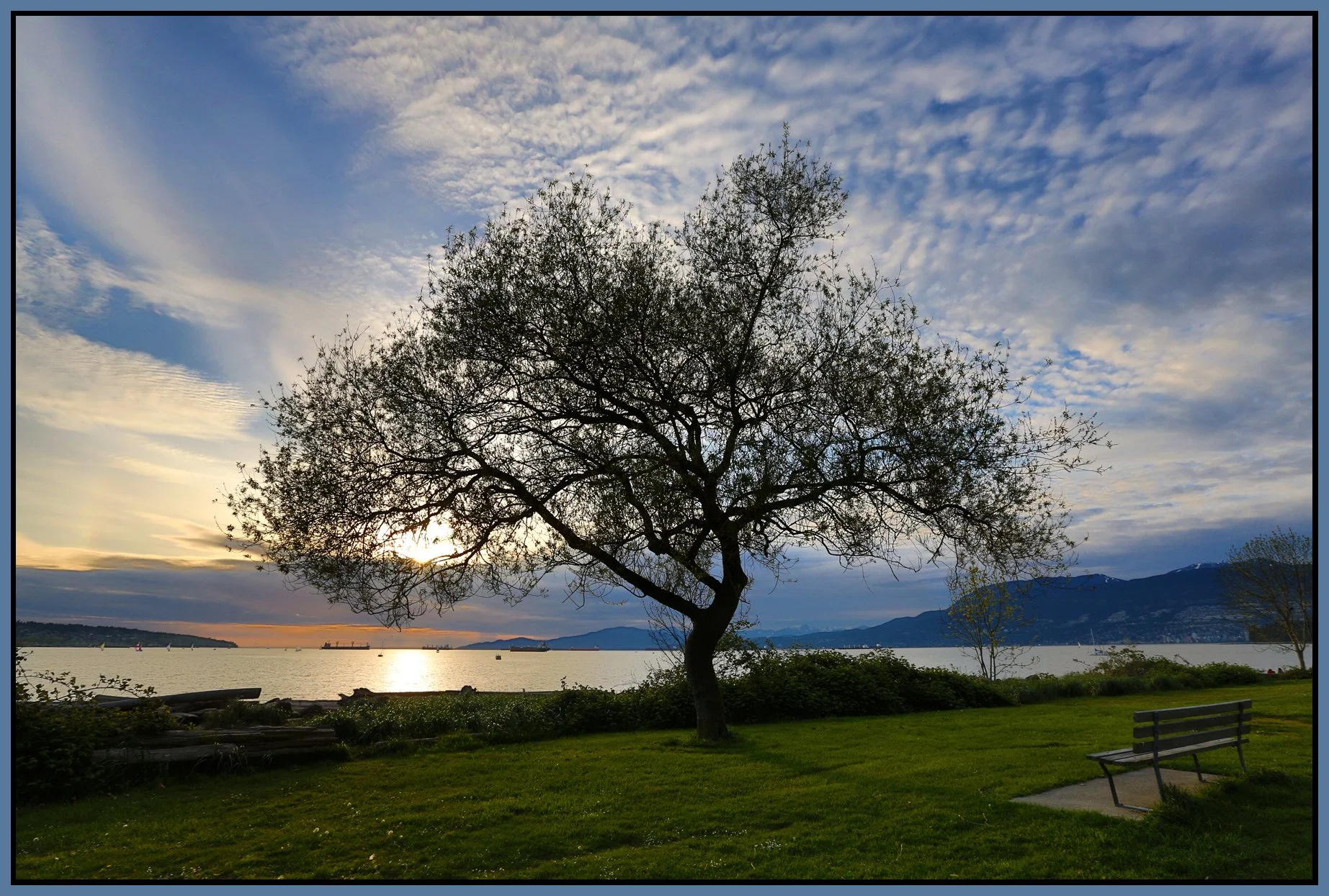 Kits Beach Tree_May 1_2013_HDR_A1532_4x6s.jpg