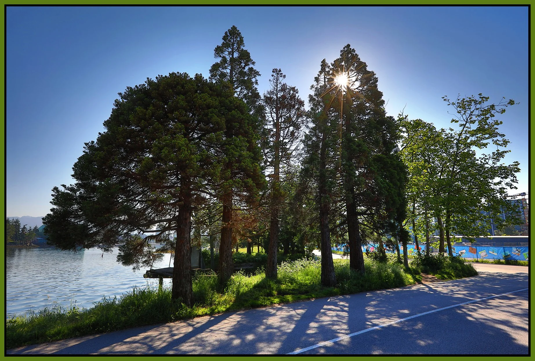 3.2 View Trees Vancouver_May 27_2019_HDR_E6168_4x6s.jpg