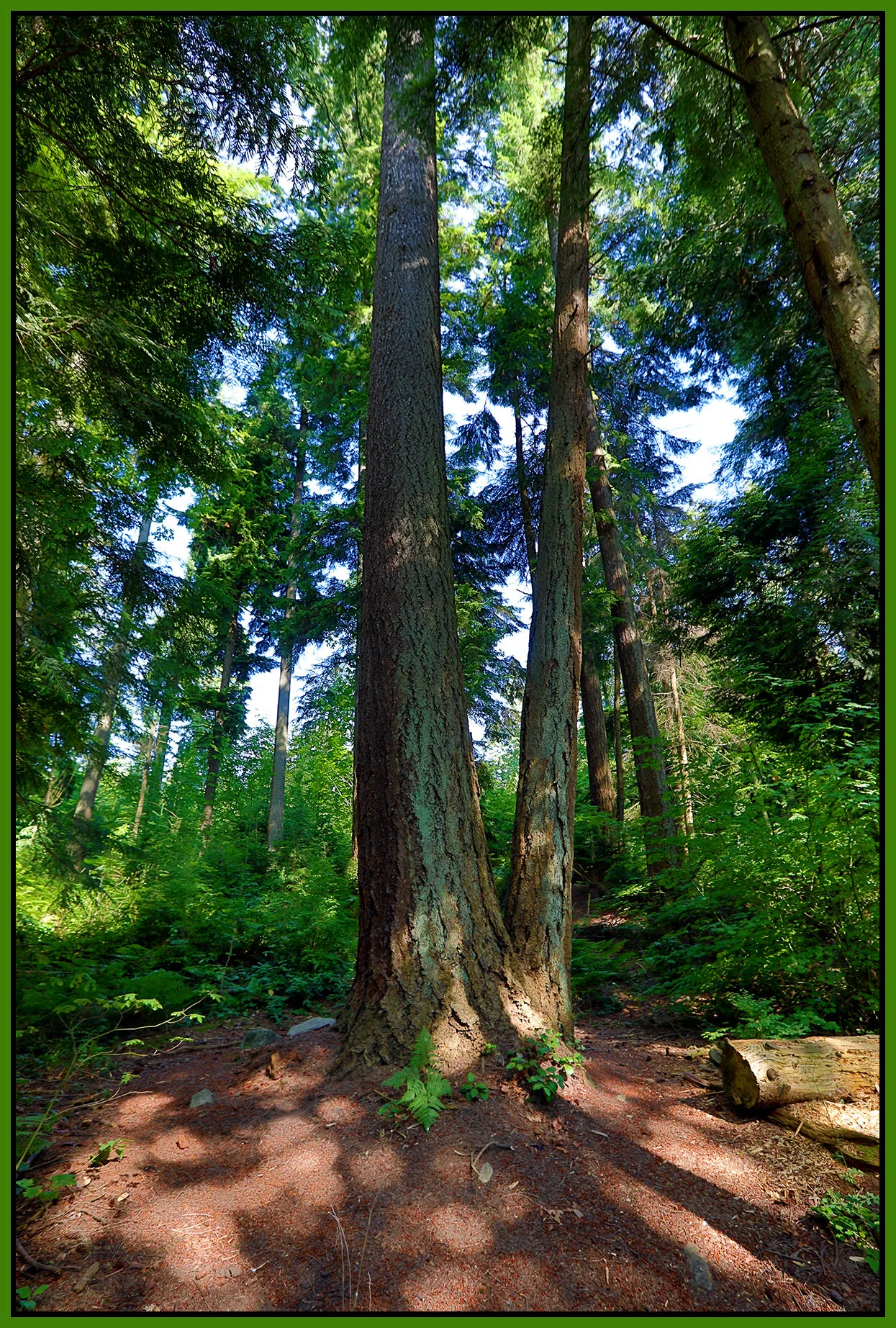 Trees in Stanley Pk_Jul 21_2020_HDR_4F4669_4x6s.jpg