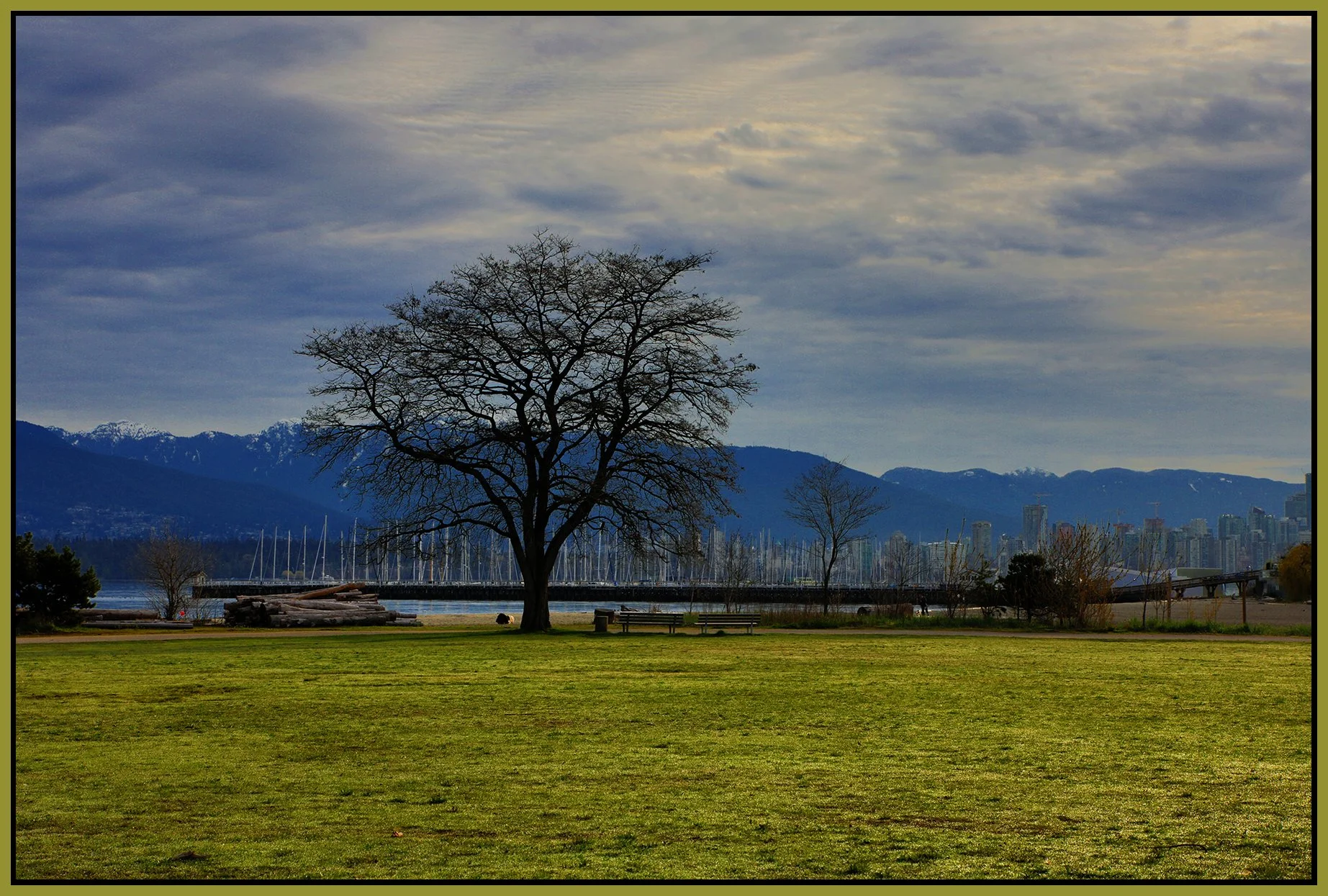 Jericho Beach Tree_Apr 7_2022_HDR_5B1740_peExpMrg_4x6s.jpg