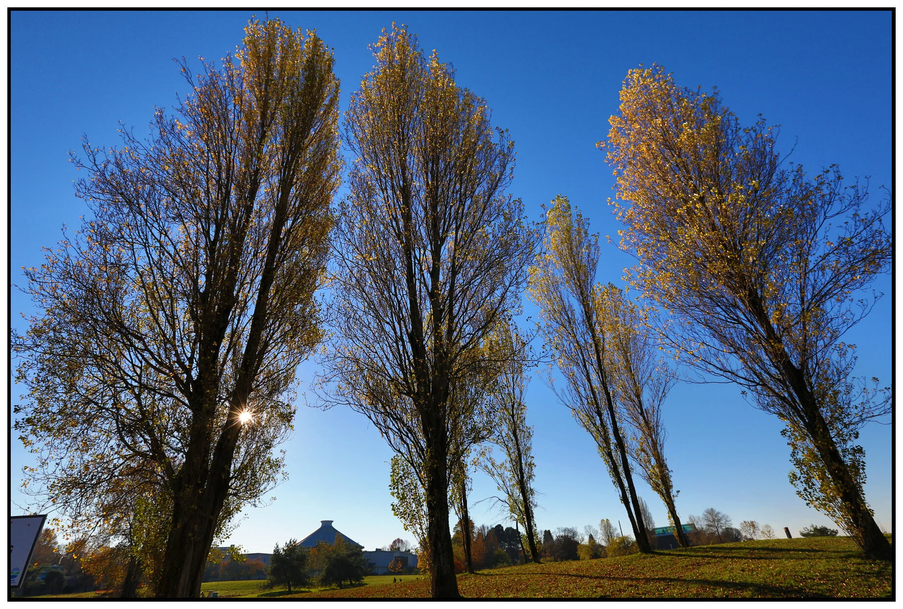 Vanier Pk Trees_Nov 15_2014_HDR_F6153_4x6s.jpg