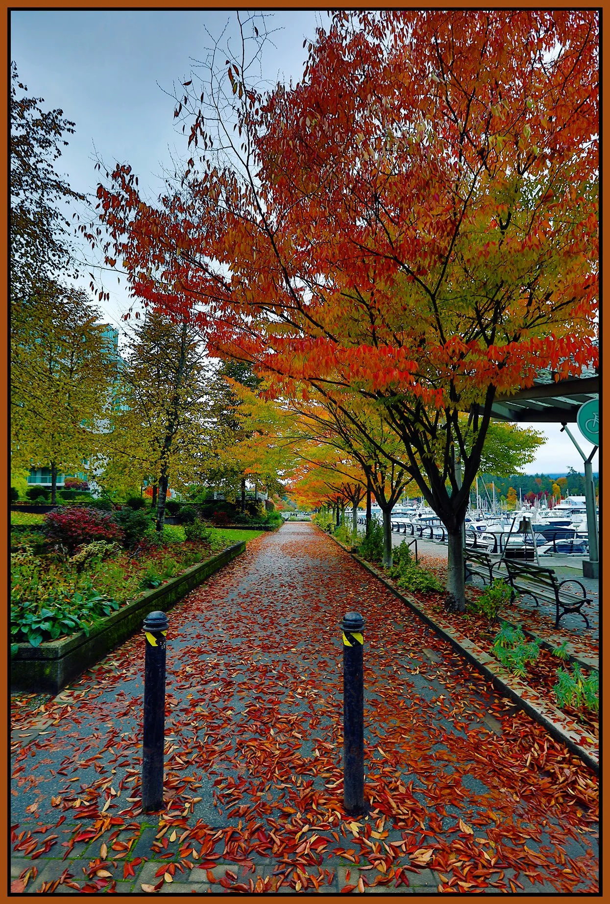 Coal Harbour Trees_oct 18_2021_HDR_5A7096_pePop_4x6s.jpg