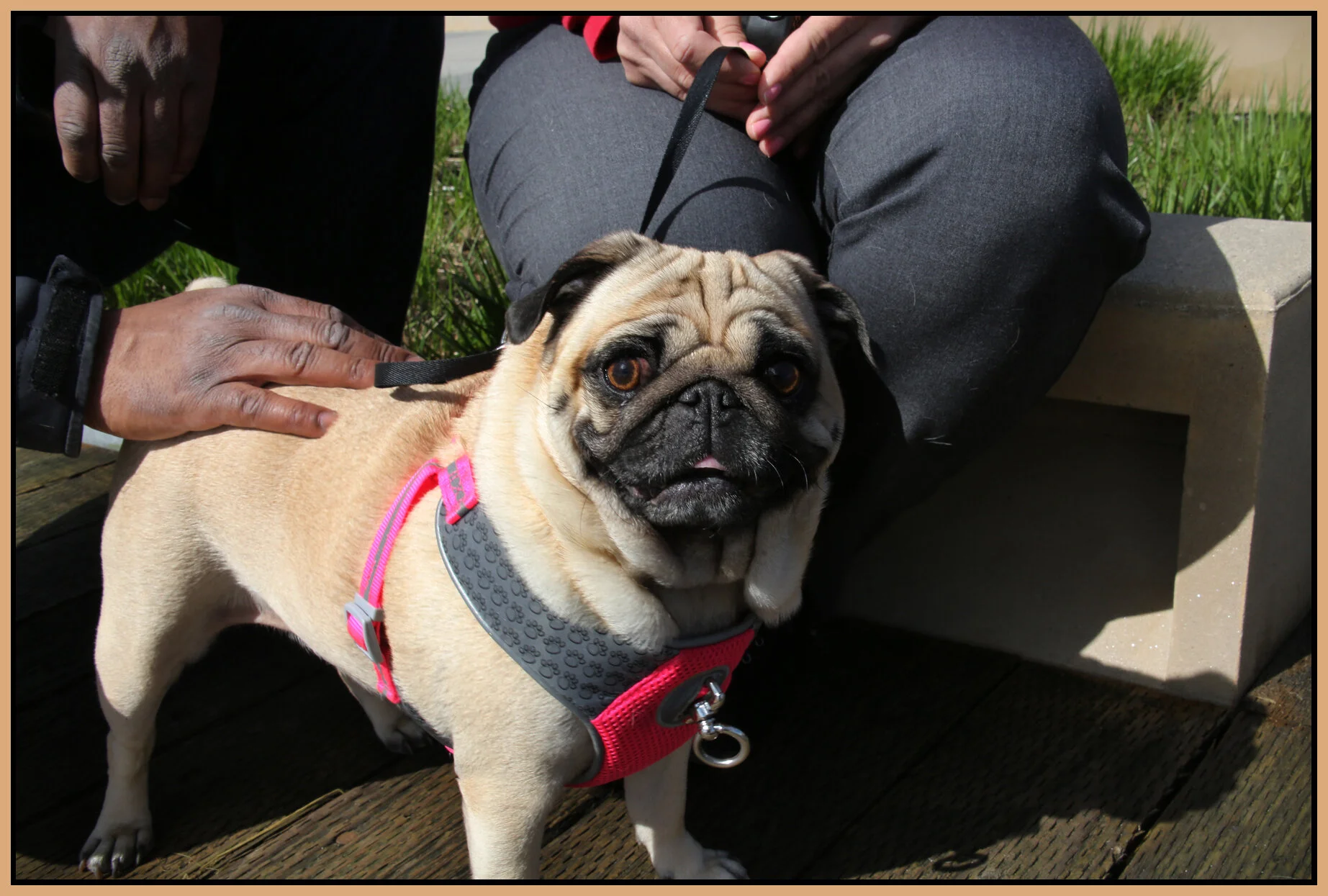 Lola in New West_Apr 2_2017_L2655_4x6s.jpg