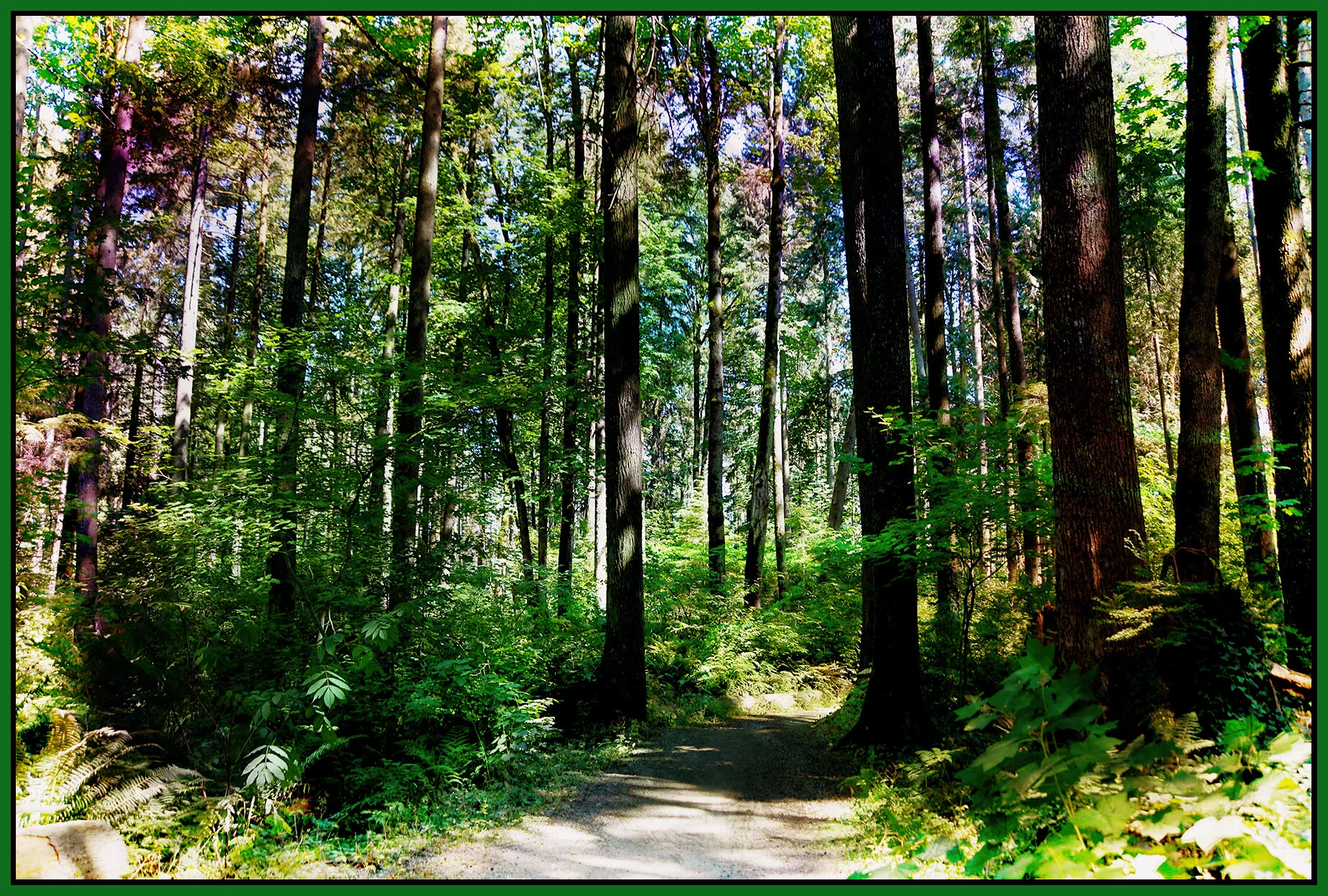 Coquitlam River Pk Trees_Jul 18_2021_HDR_4G0760_peNatB IIPntngStyles002_4x6s.jpg