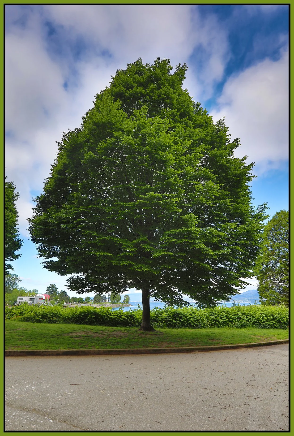 English Bay Tree_May 19_2024_HDR_4H9035_4x6s.jpg